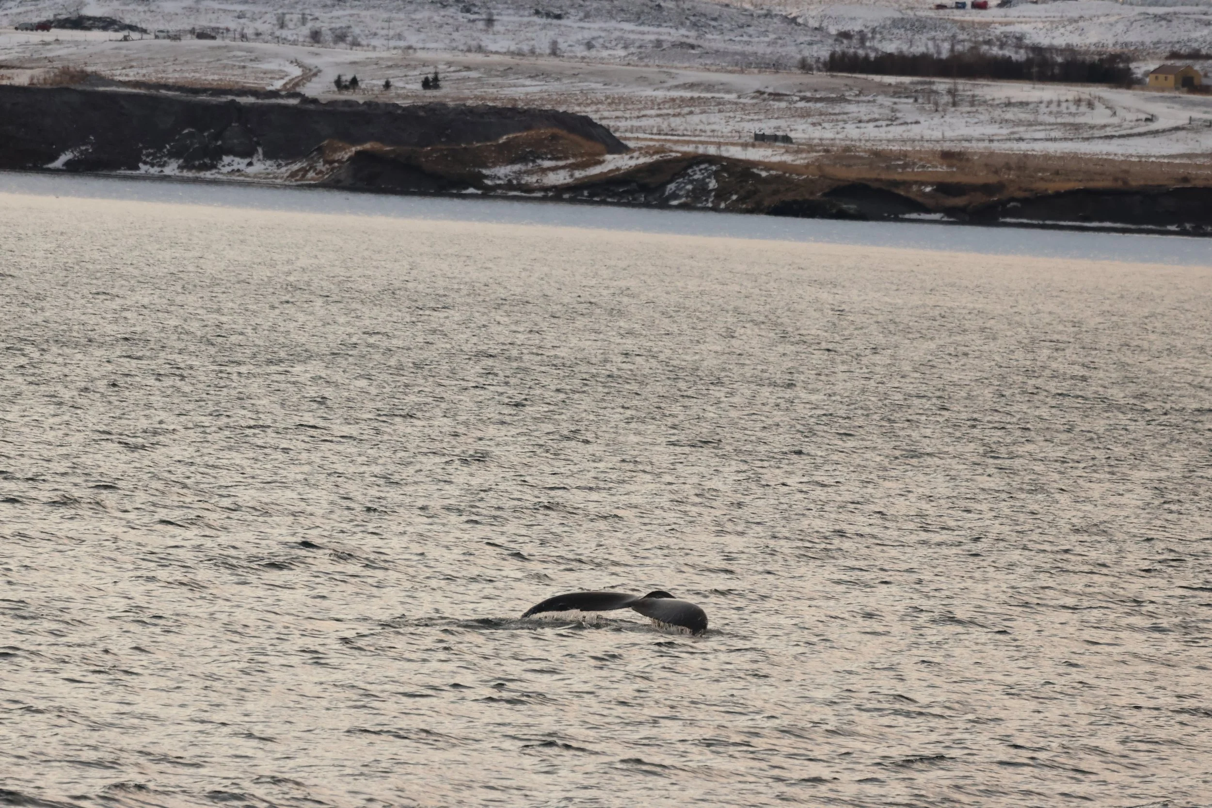 2026_01_18_1100_HOL_JACOB (6).JPG