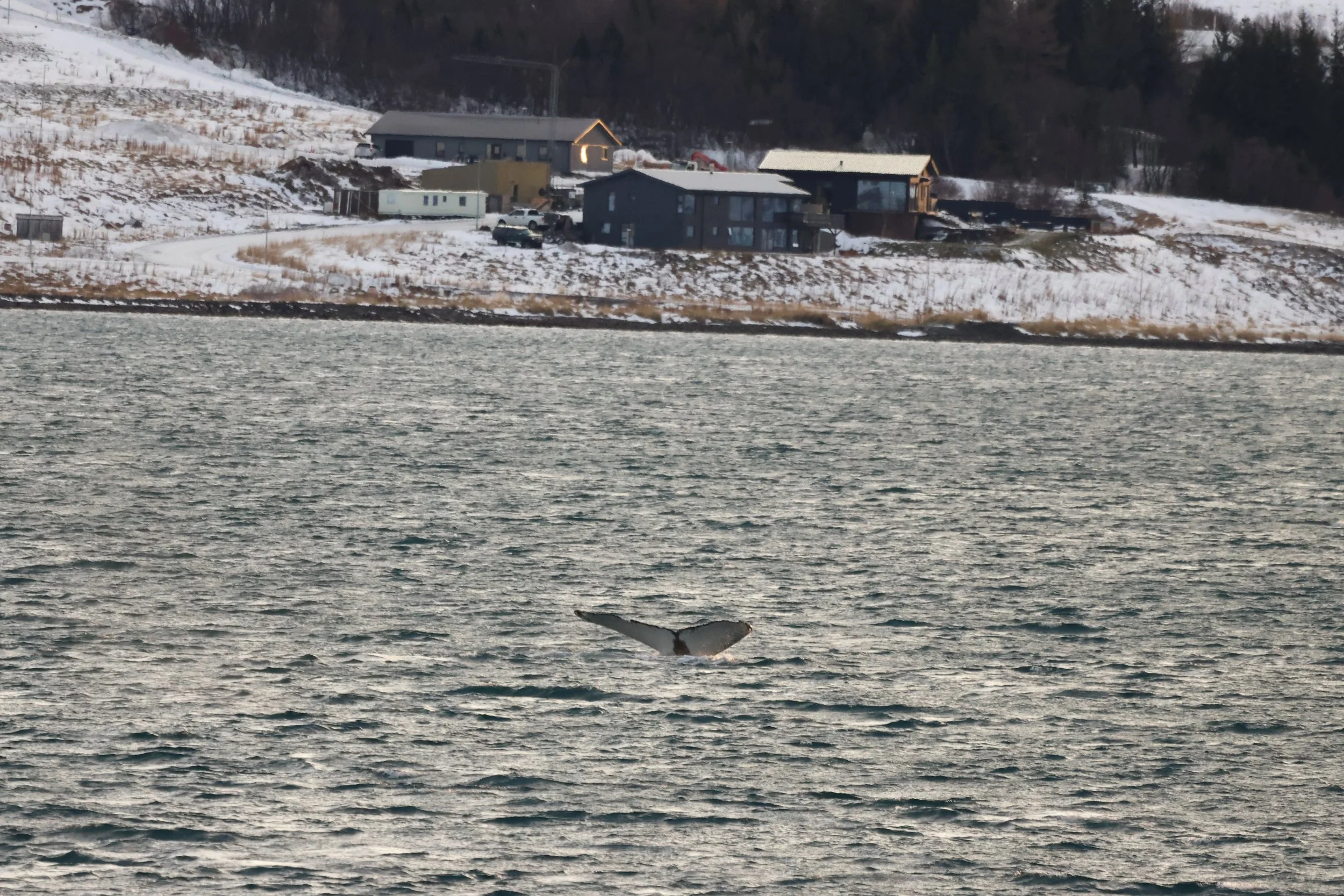 2026_01_18_1100_HOL_JACOB (2).JPG