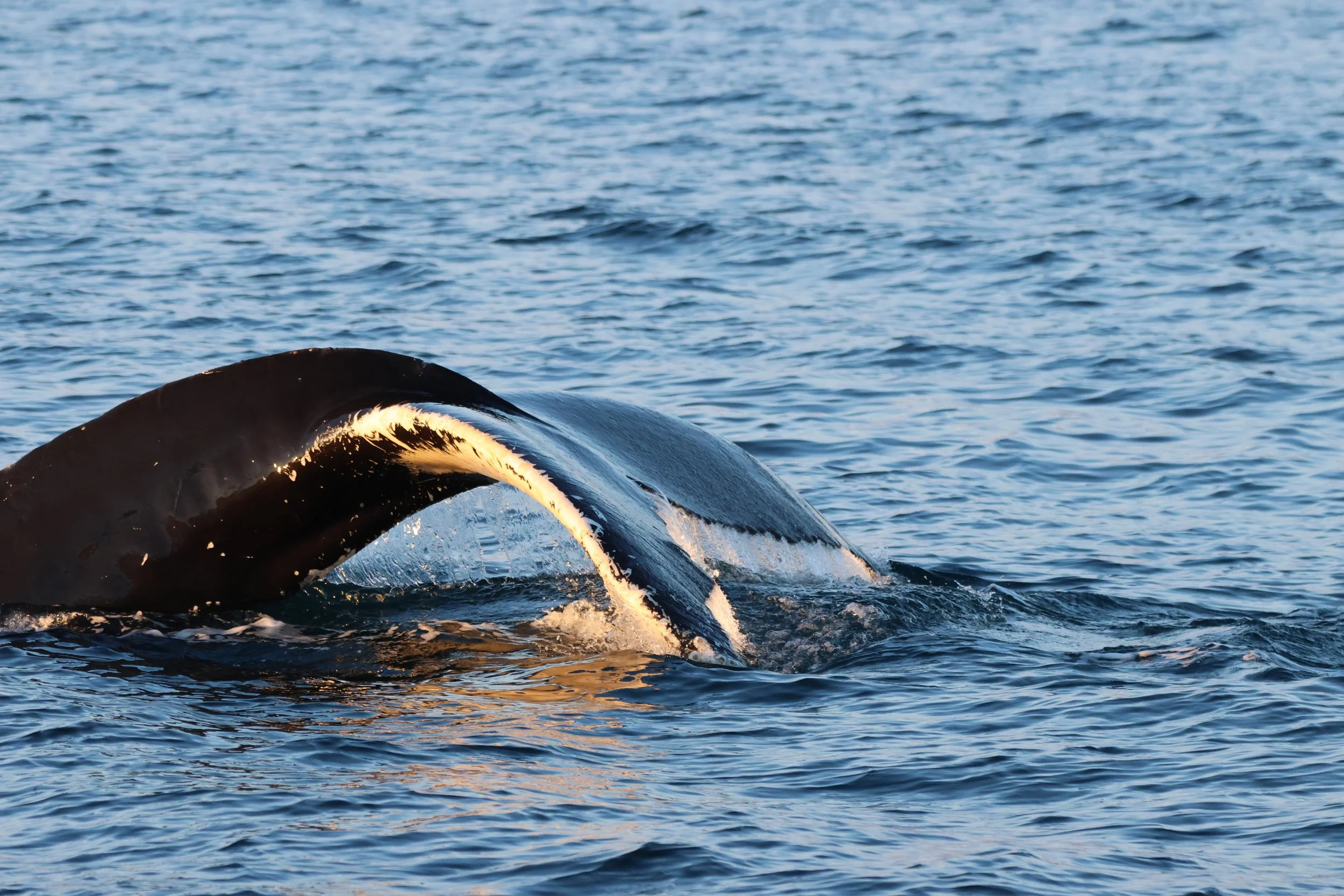 2026_01_17_1100_KON_JACOB (7).JPG