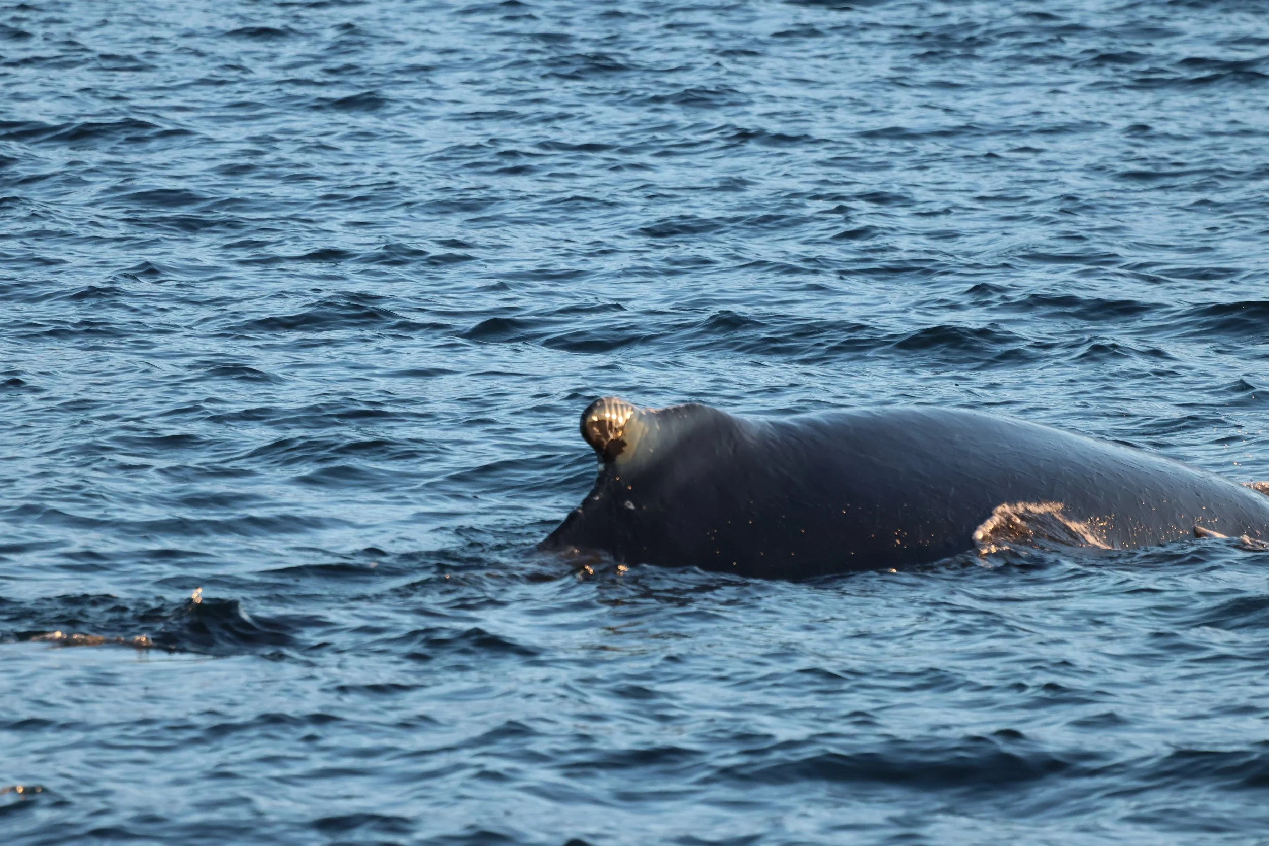 2026_01_17_1100_KON_JACOB (12).JPG