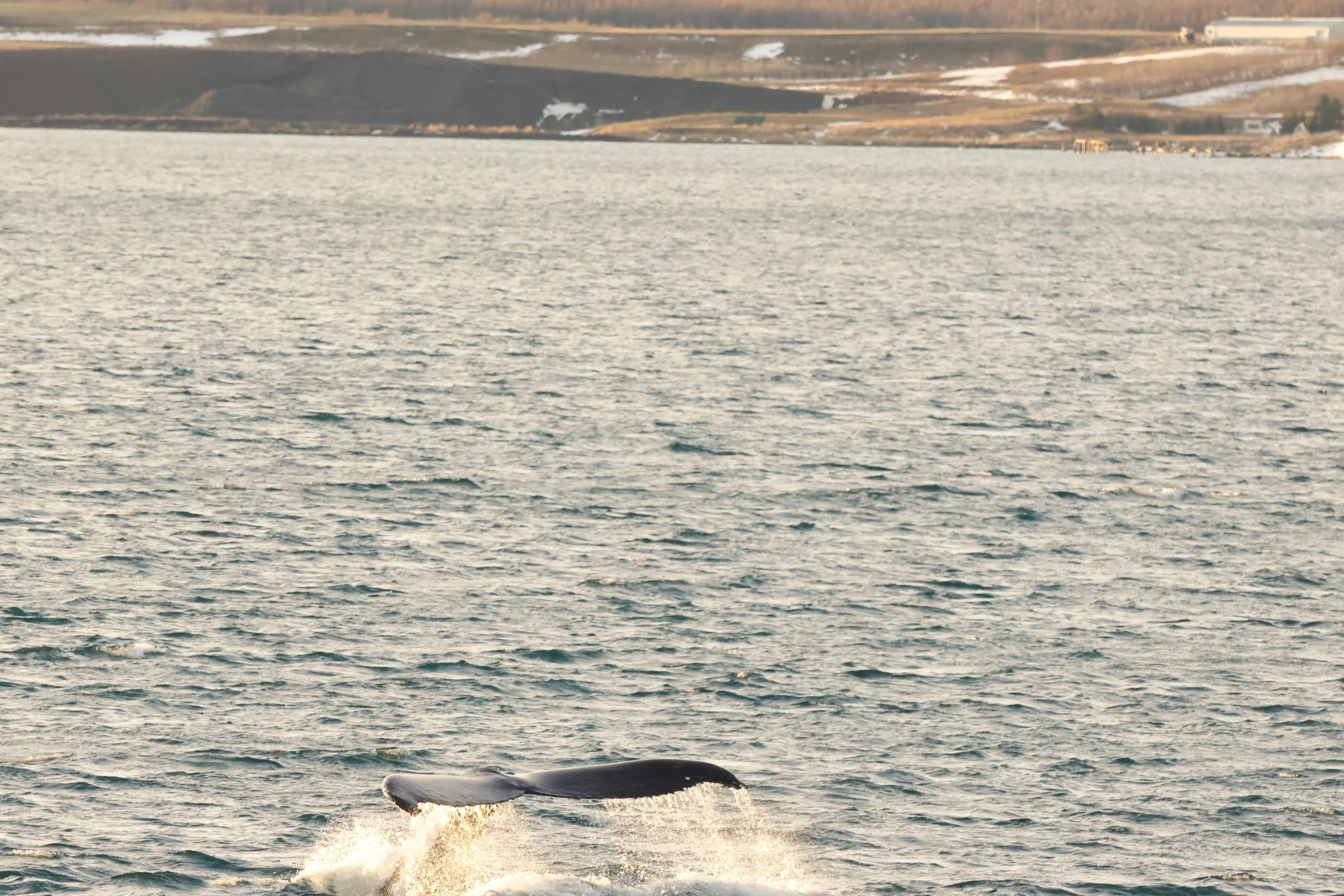 2026_01_19_1100_HOL_JACOB (29).JPG