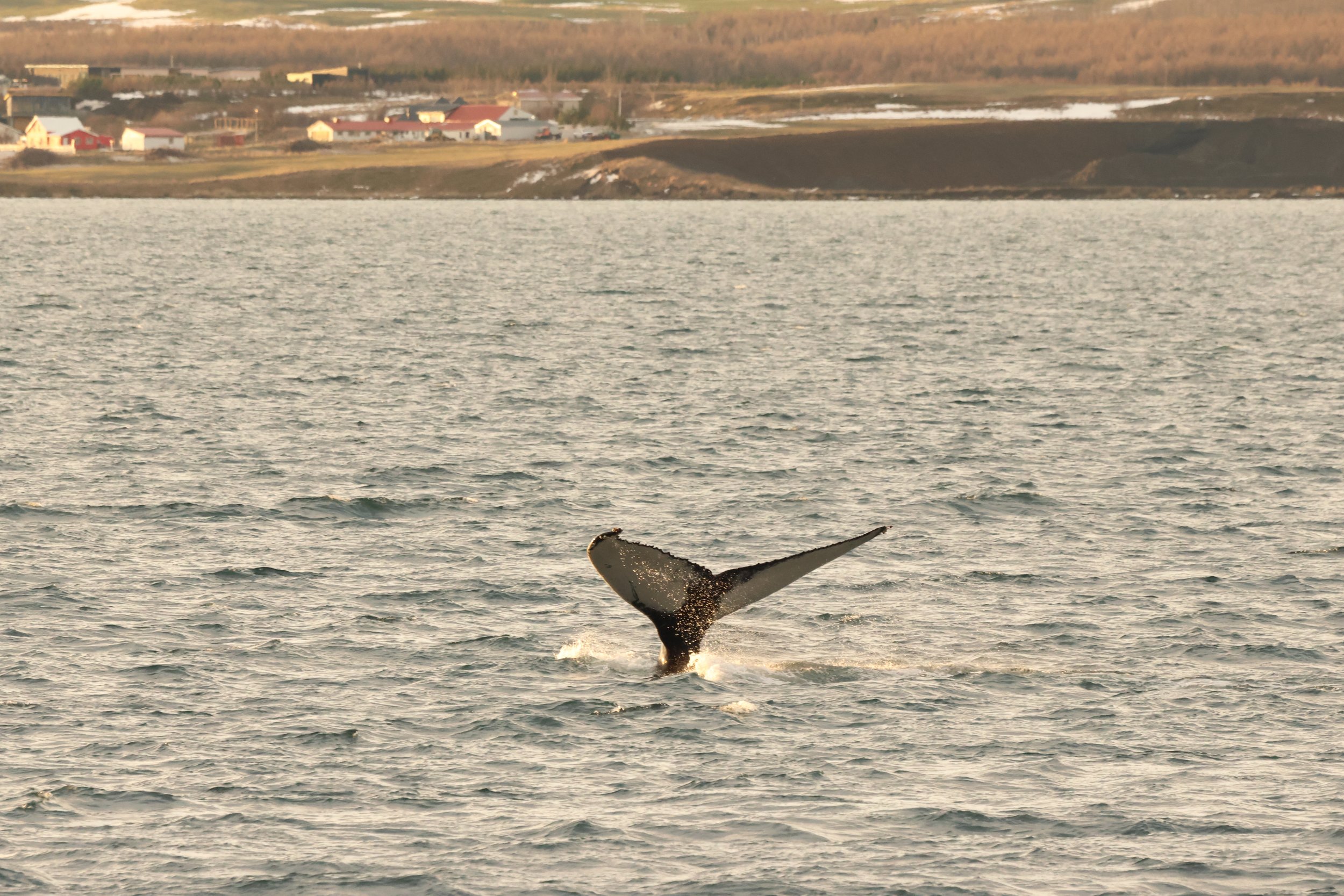 2026_01_19_1100_HOL_JACOB (21).JPG