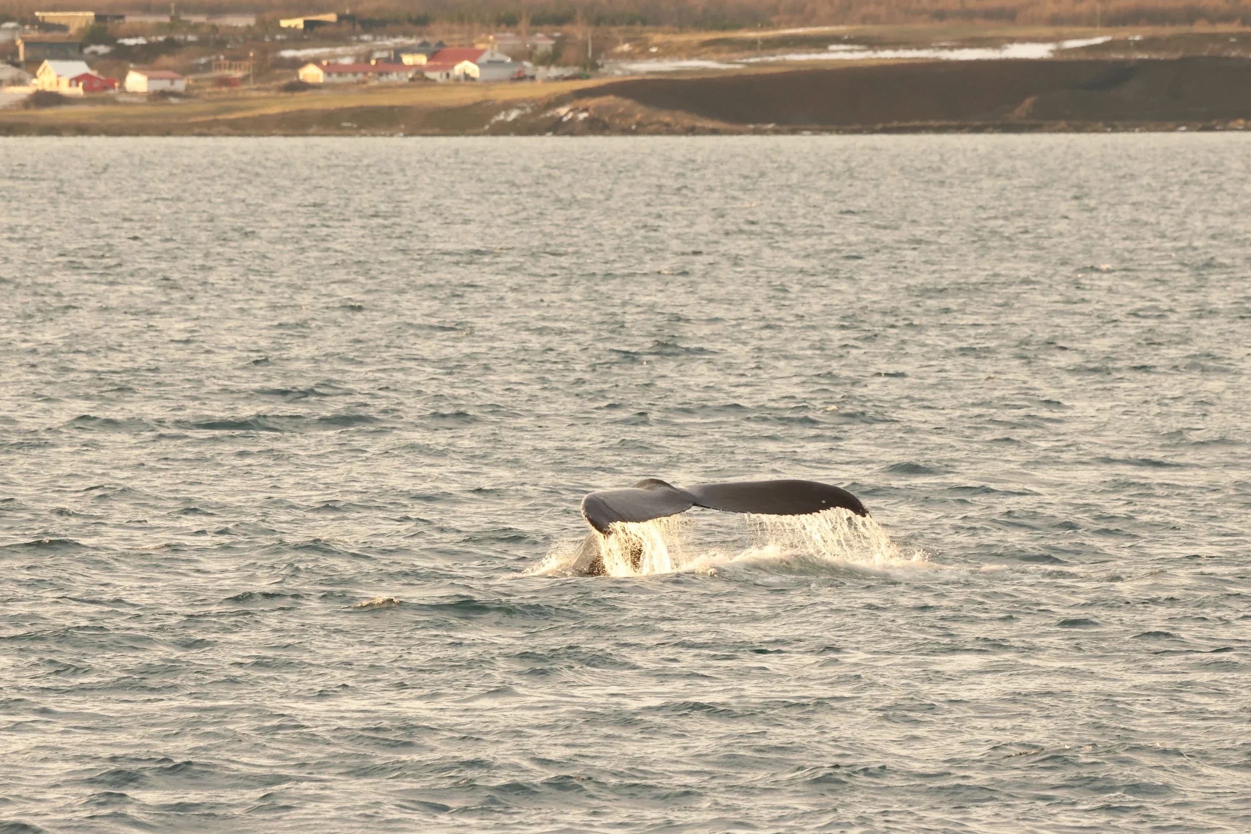 2026_01_19_1100_HOL_JACOB (19).JPG