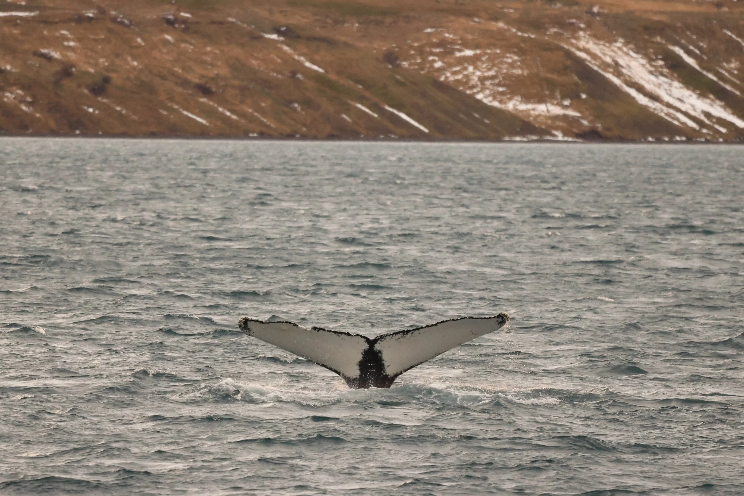 2026_01_19_1100_HOL_JACOB (13).JPG