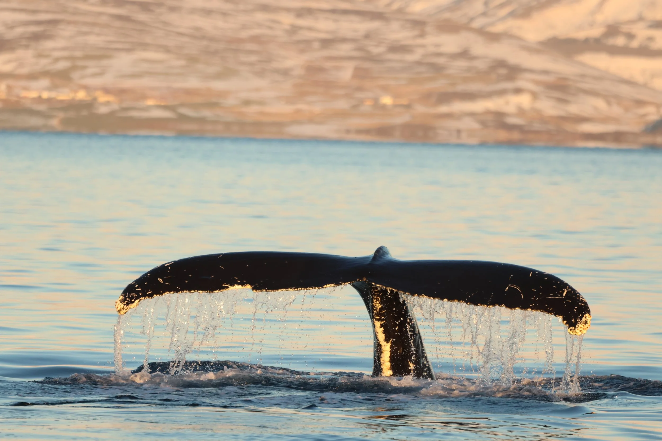 2026_01_20_1100_KON_JACOB (6).JPG