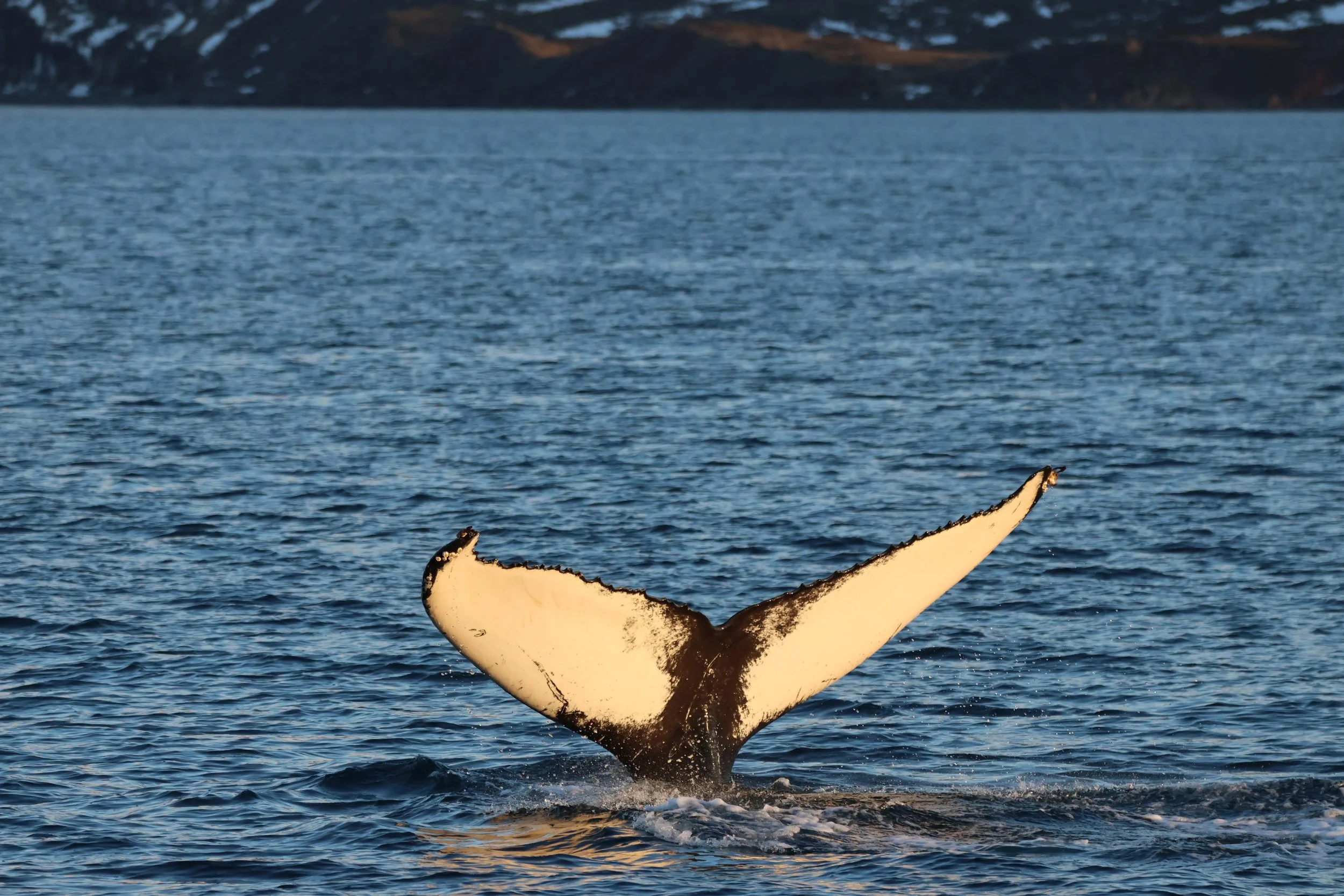 2026_01_20_1100_KON_JACOB (48).JPG