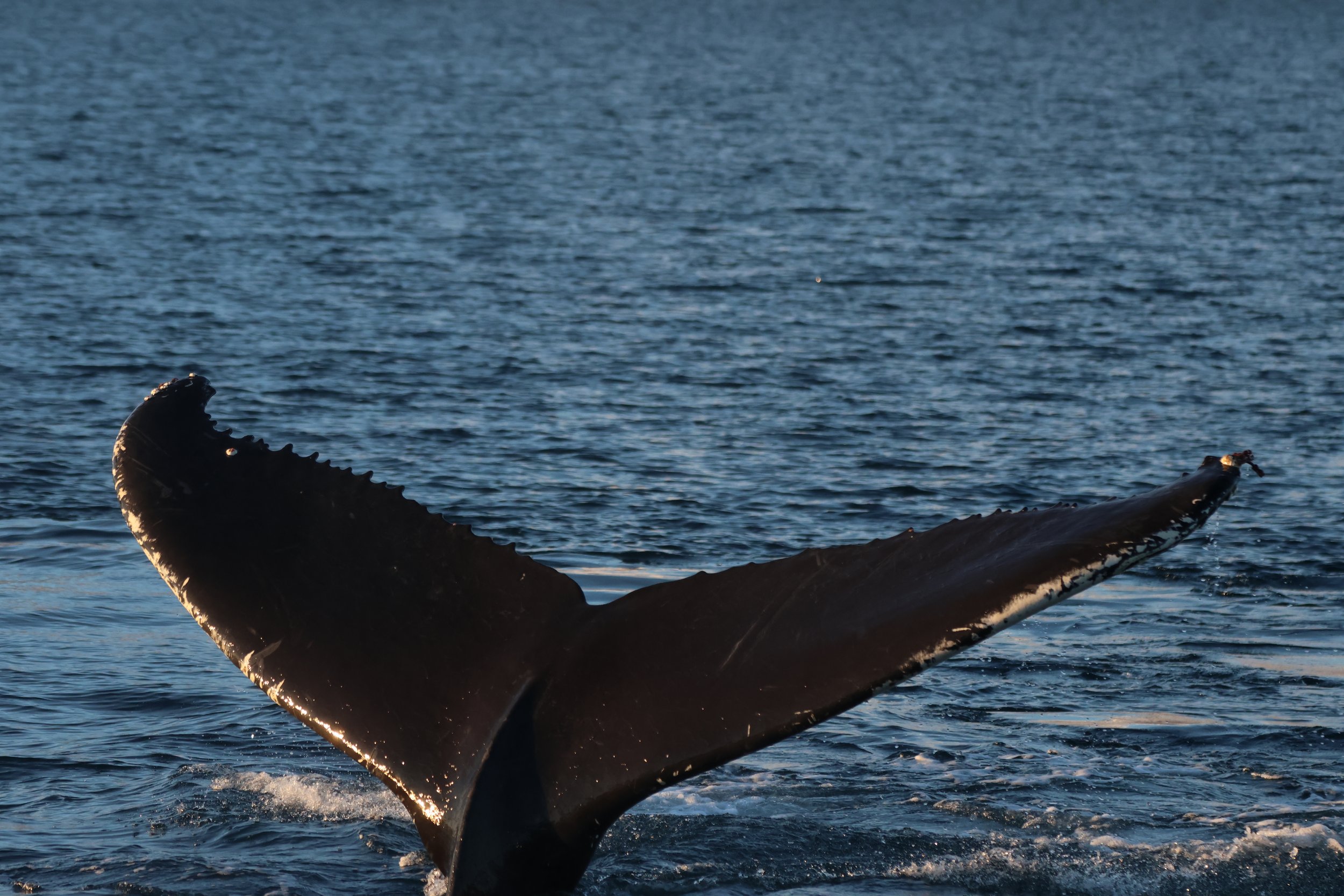 2026_01_20_1100_KON_JACOB (41).JPG