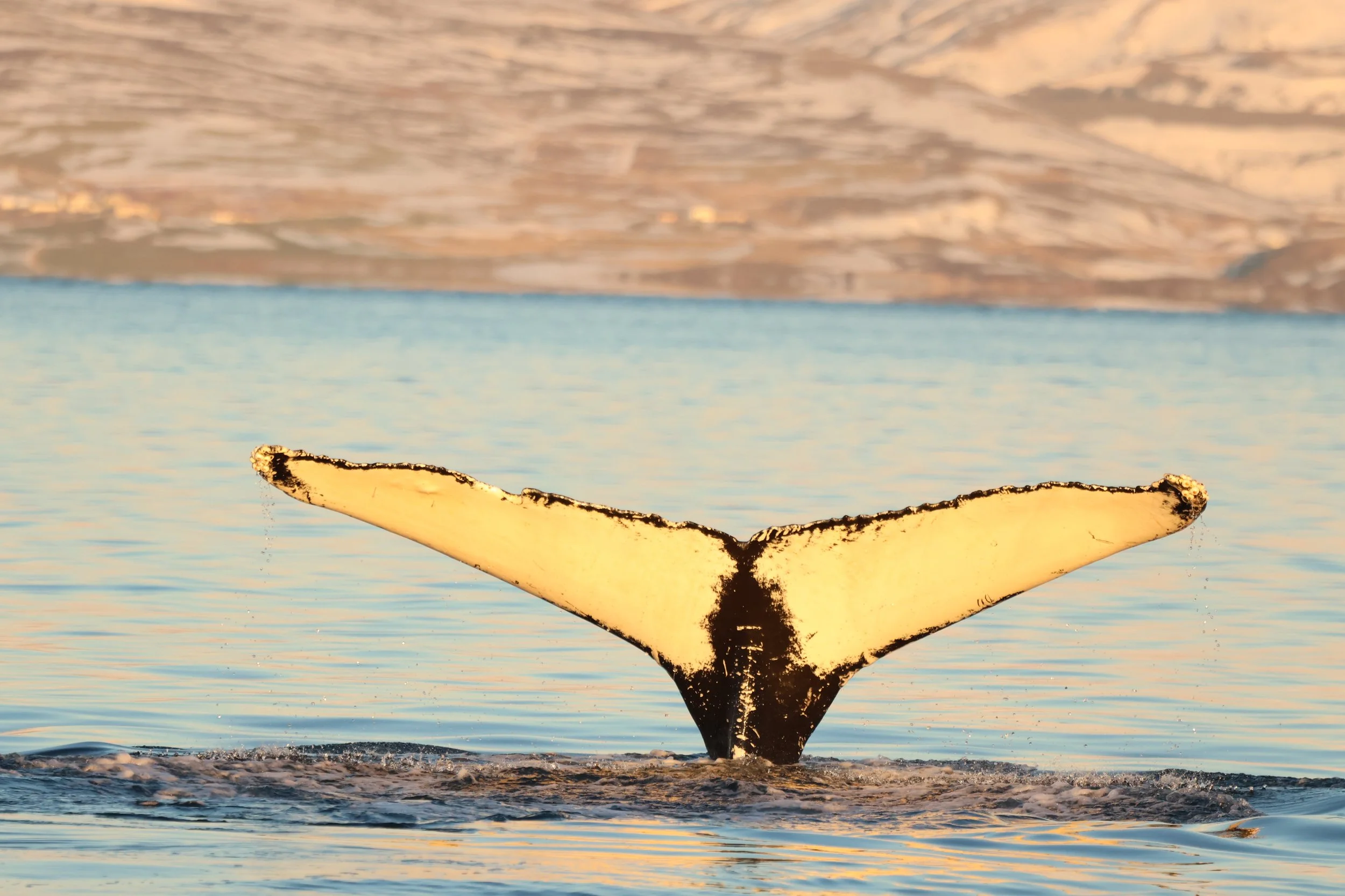 2026_01_20_1100_KON_JACOB (12).JPG