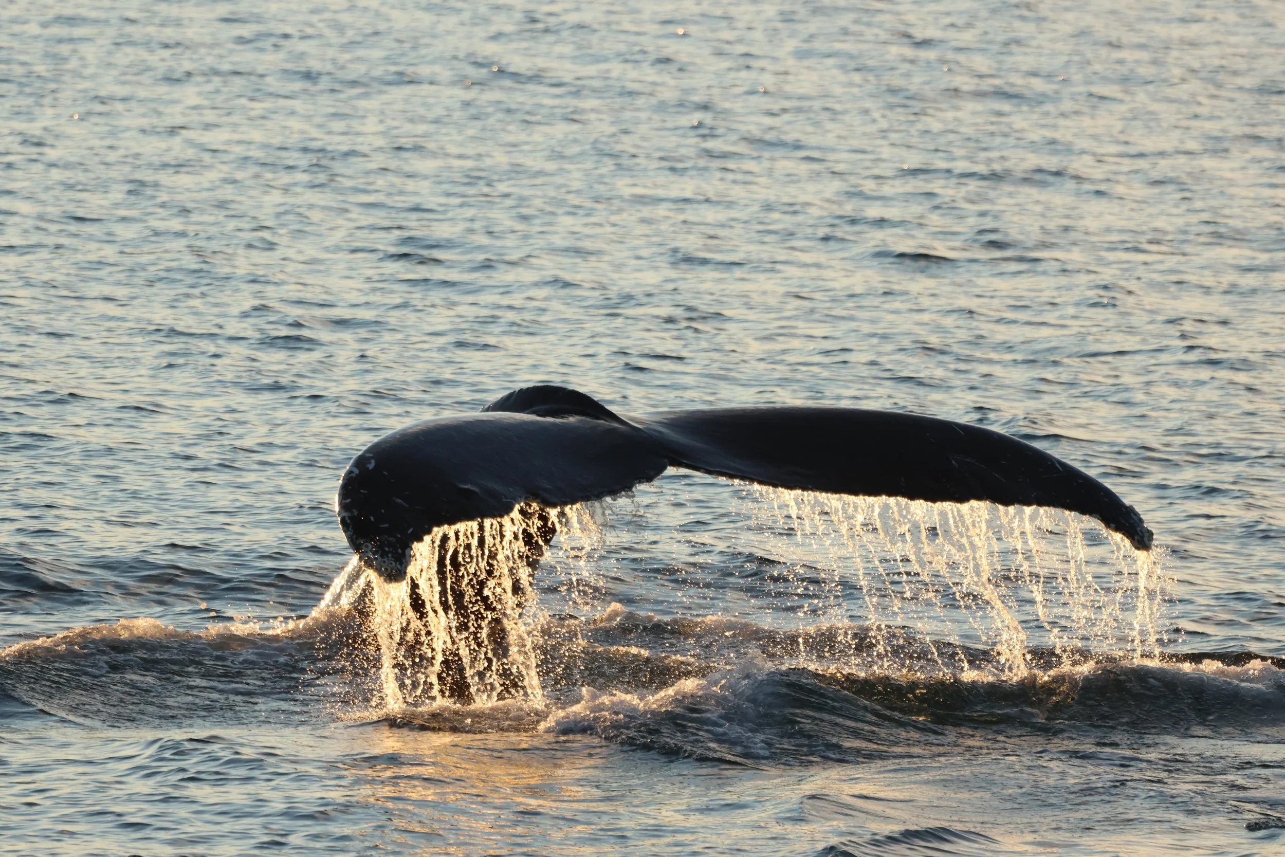 2026_01_20_1100_KON_JACOB (28).JPG