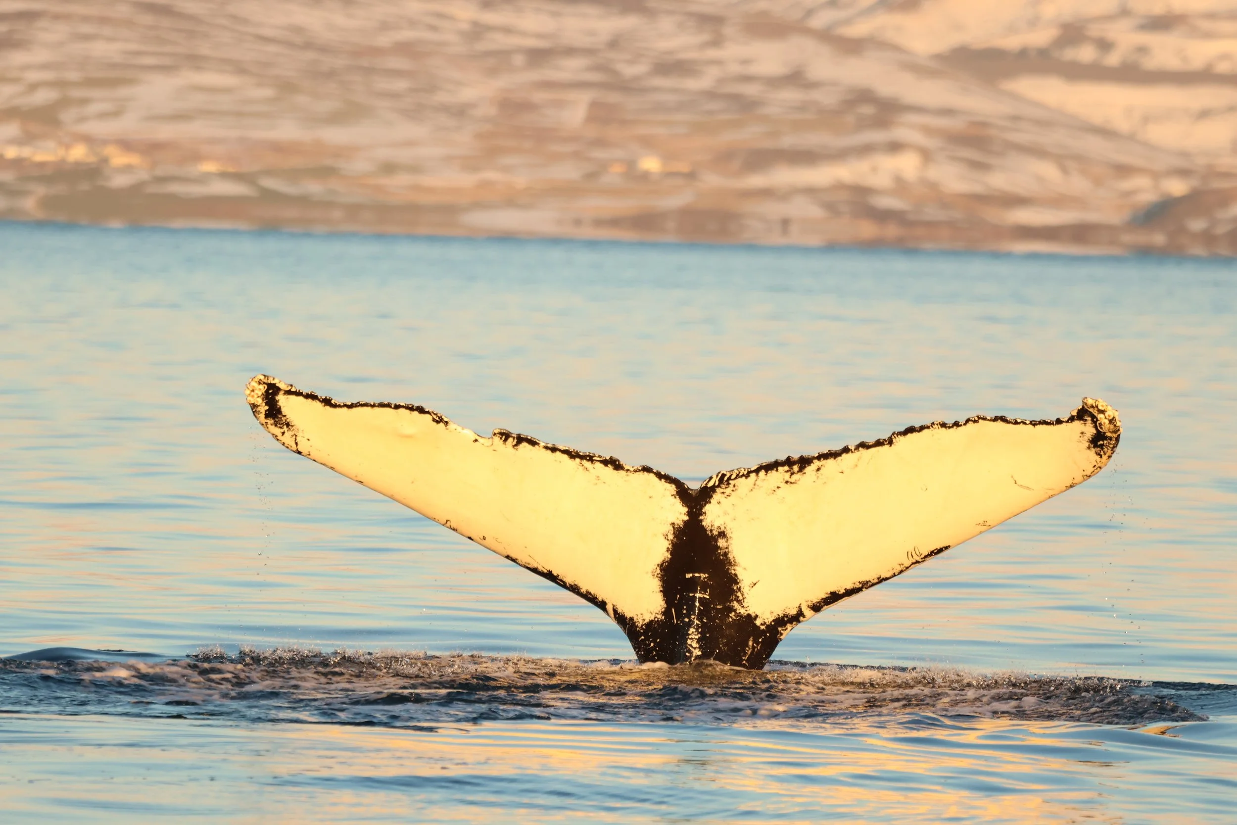 Tuesday, 20 January 2026