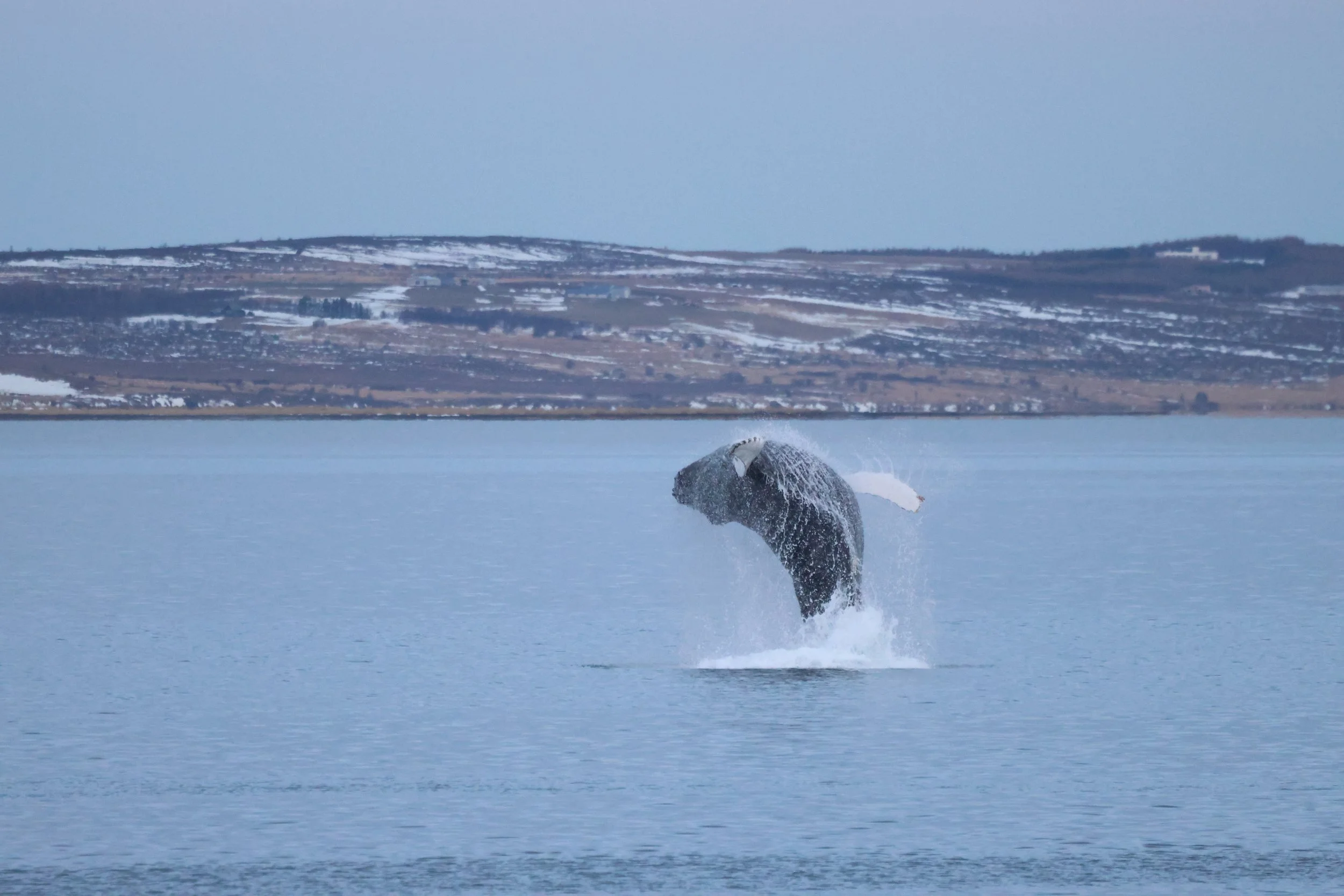 2026_01_21_1100_KON_JACOB (6).JPG