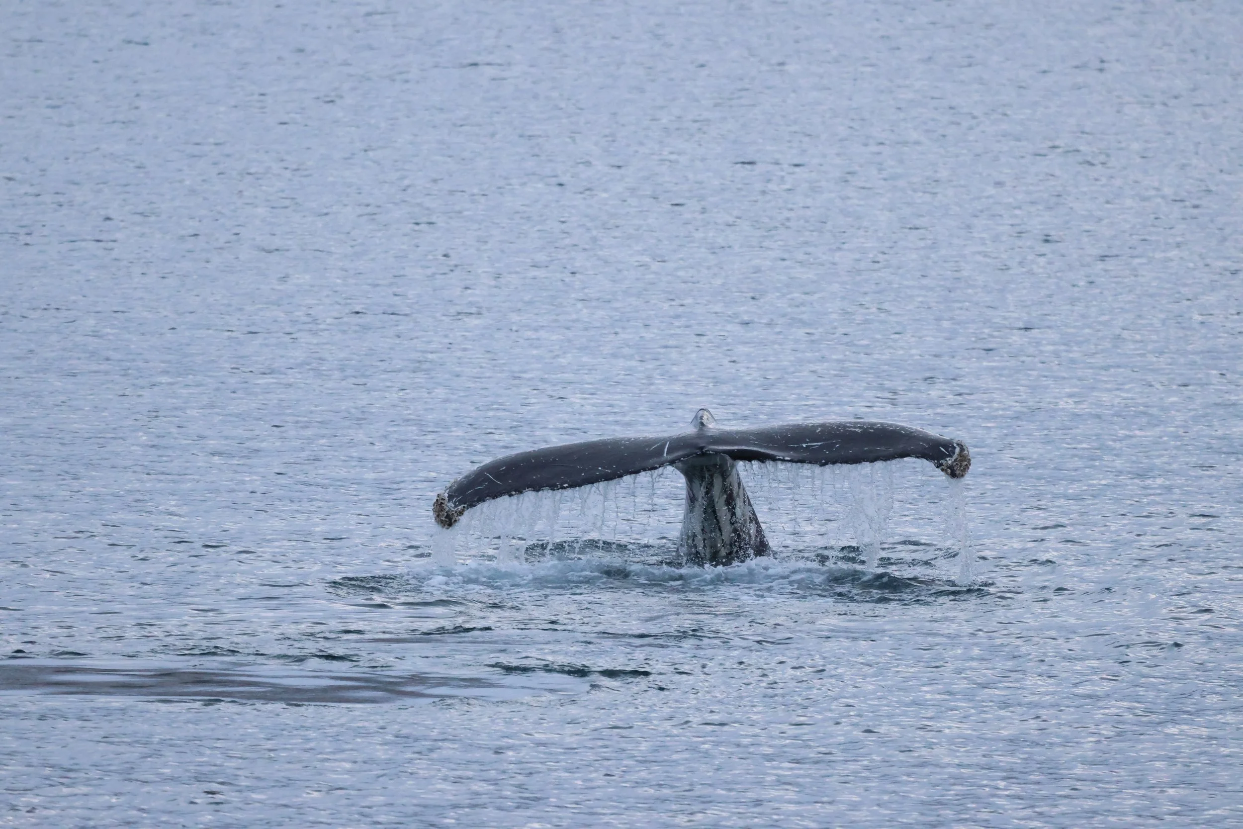 2026_01_21_1100_KON_JACOB (14).JPG