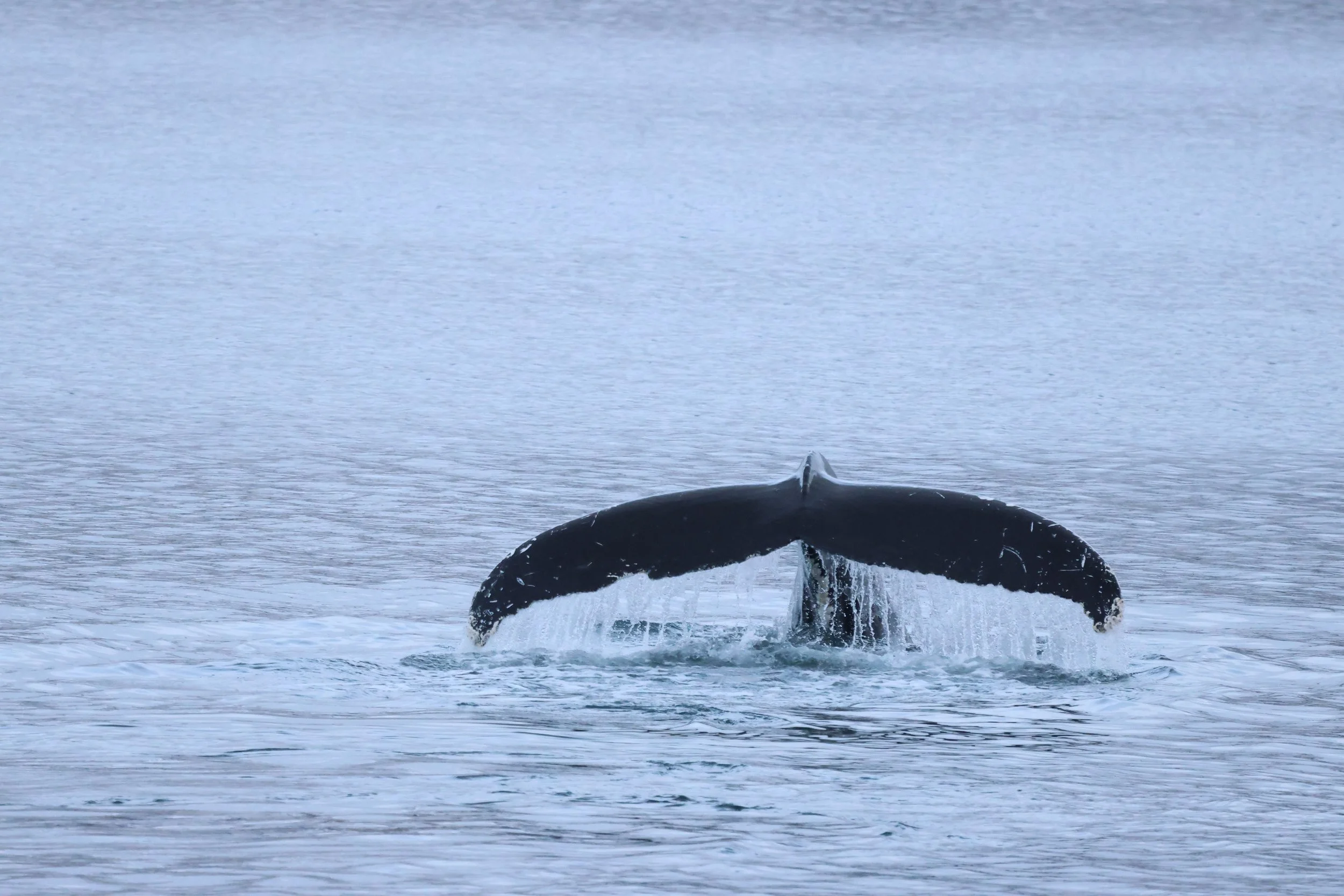 2026_01_21_1100_KON_JACOB (18).JPG