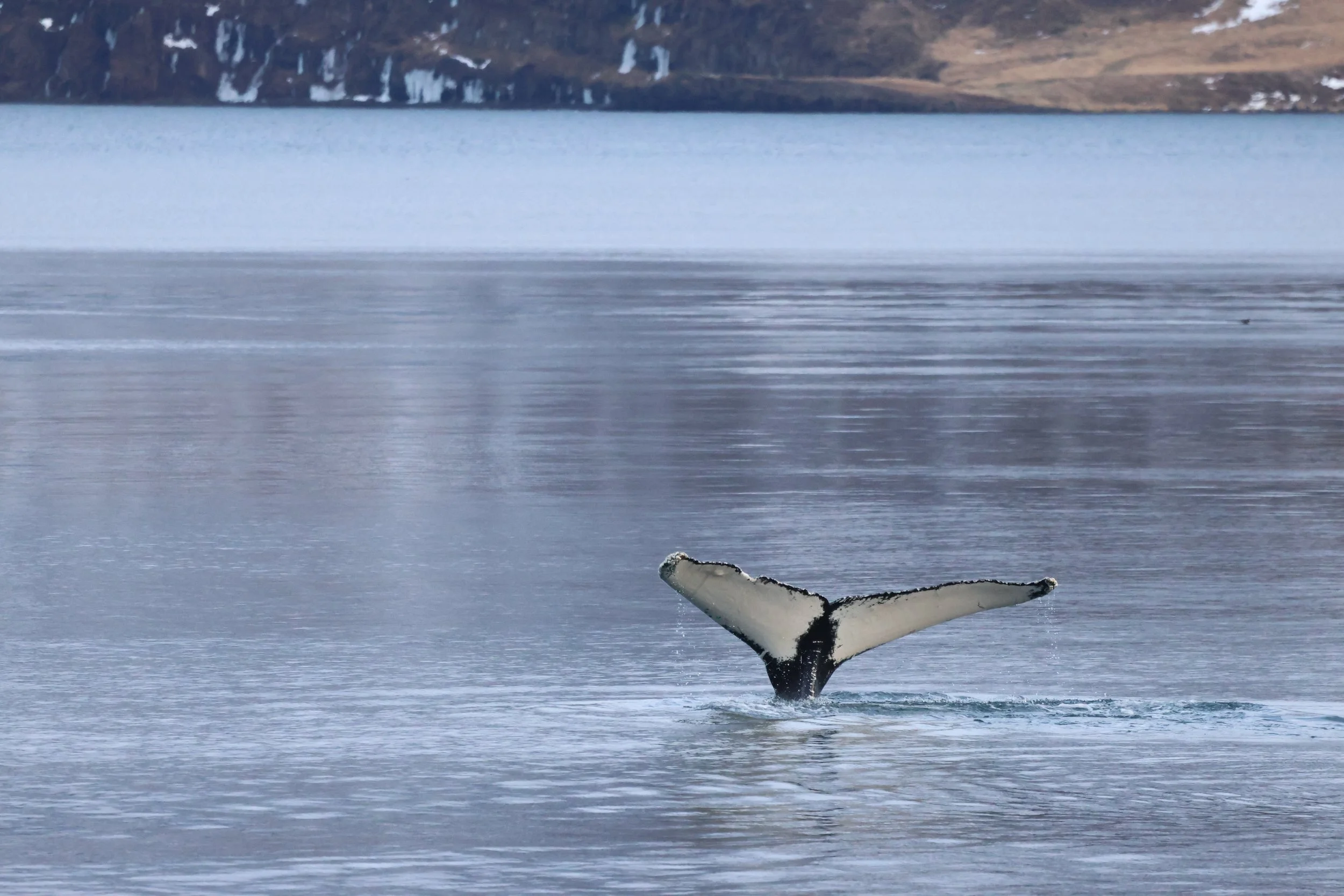 2026_01_21_1100_KON_JACOB (25).JPG