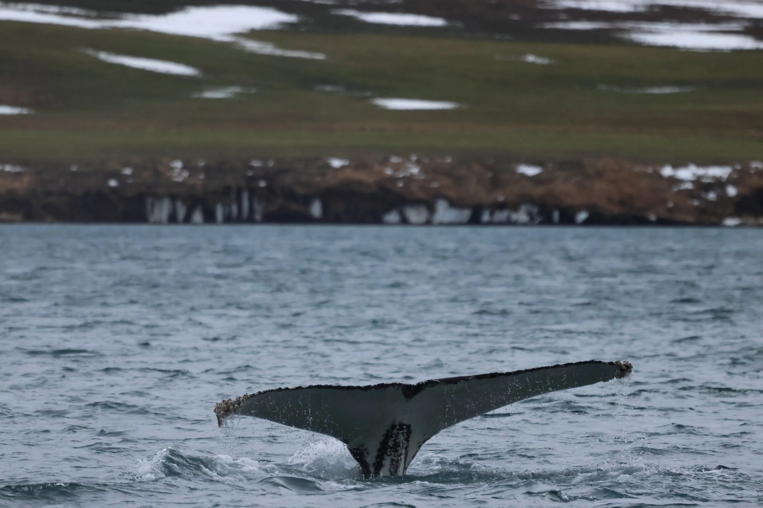 2026_01_22_1100_KON_JACOB (39).JPG