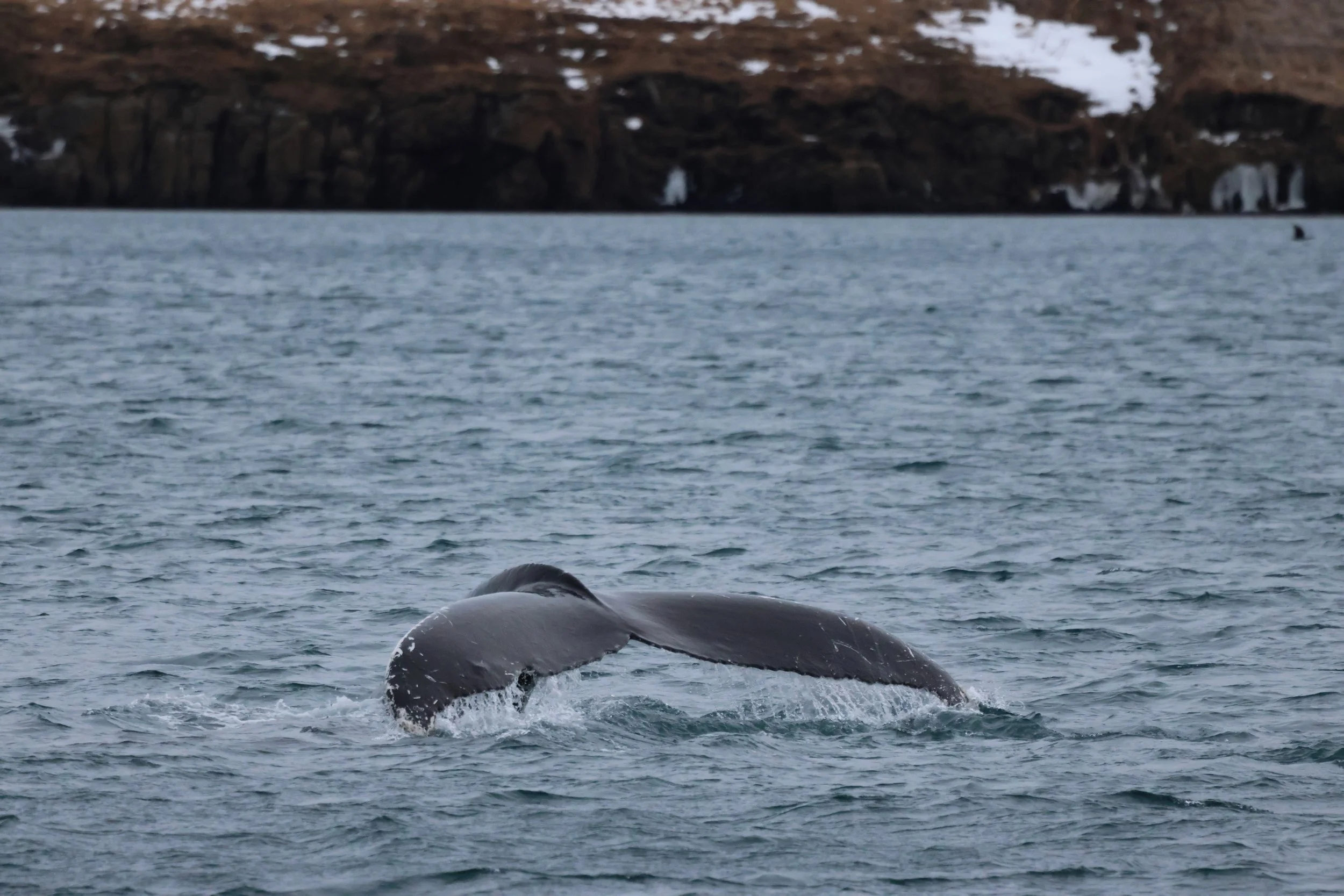 2026_01_22_1100_KON_JACOB (43).JPG