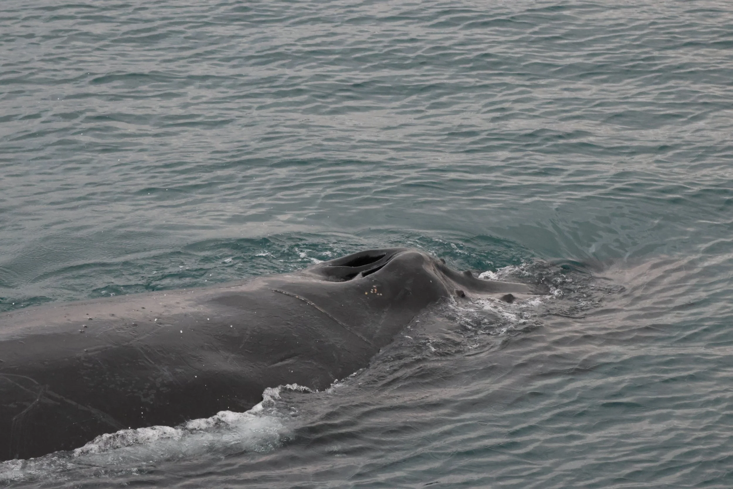 2026_01_22_1100_KON_JACOB (19).JPG