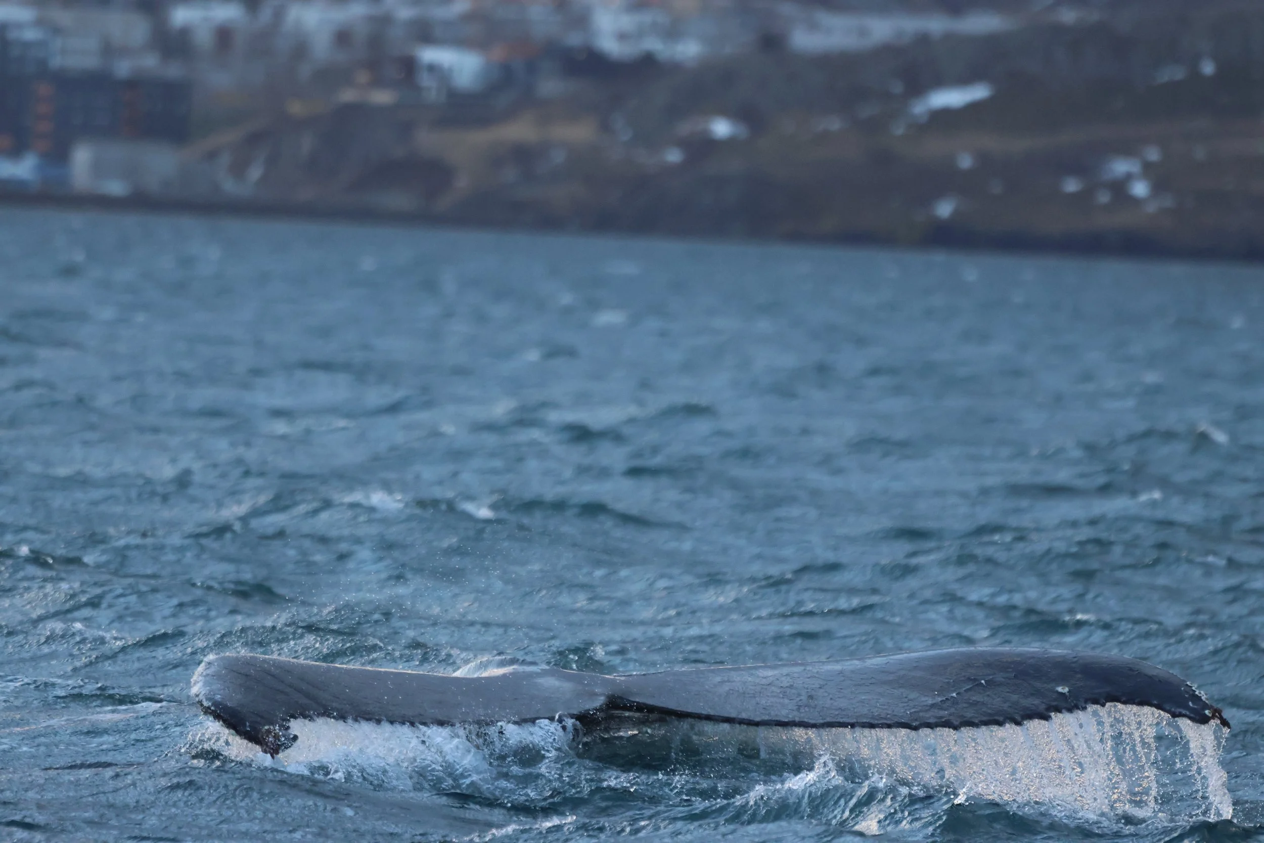 2026_01_23_1100_KON_JACOB (32).JPG