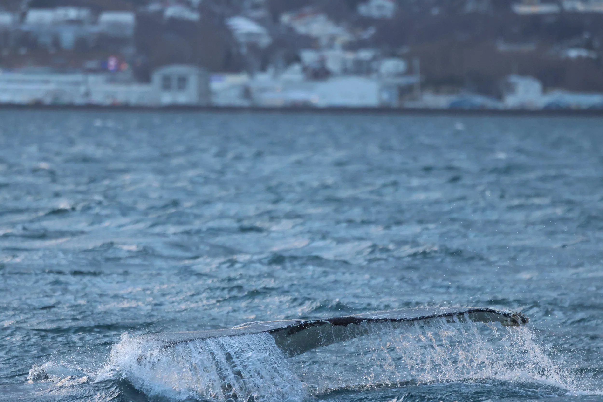 2026_01_23_1100_KON_JACOB (27).JPG