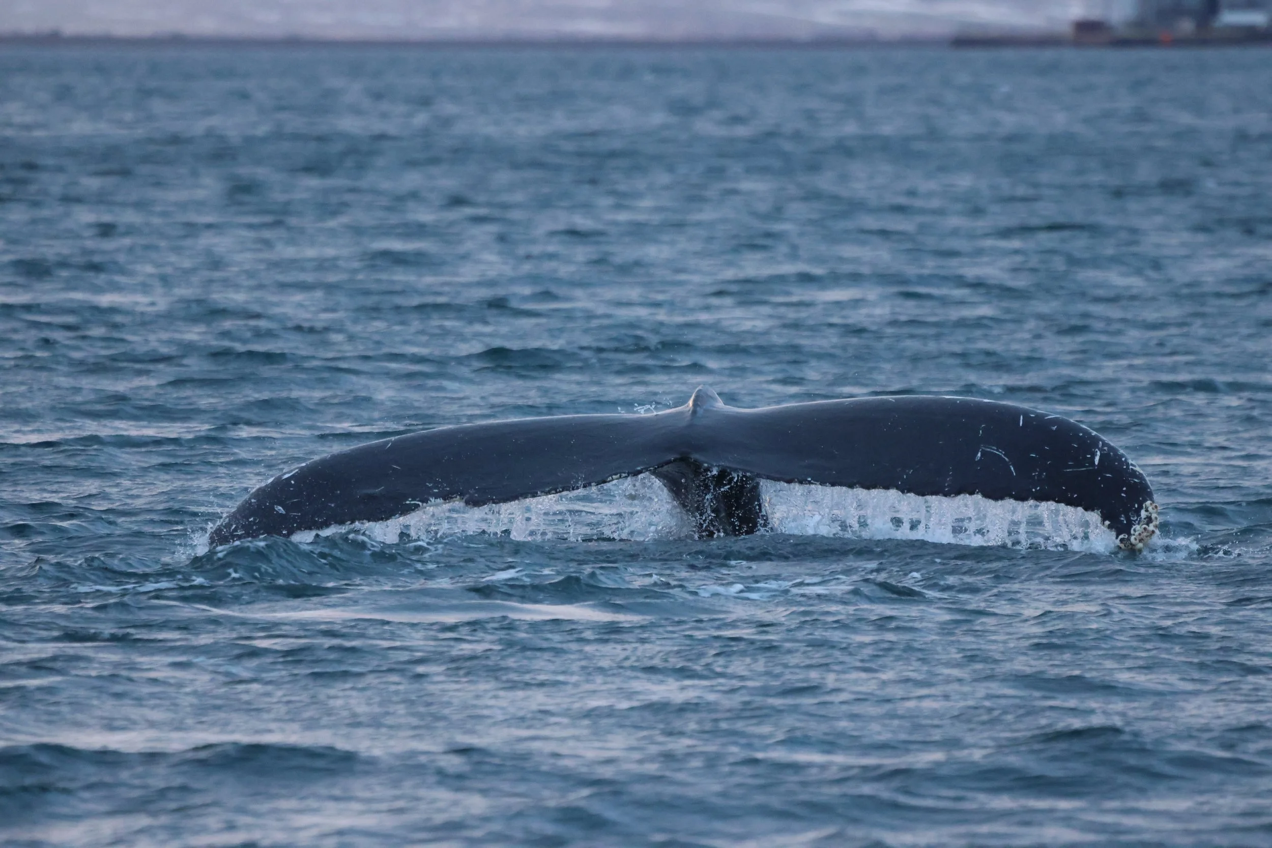 2026_01_24_1100_KON_JACOB (15).JPG