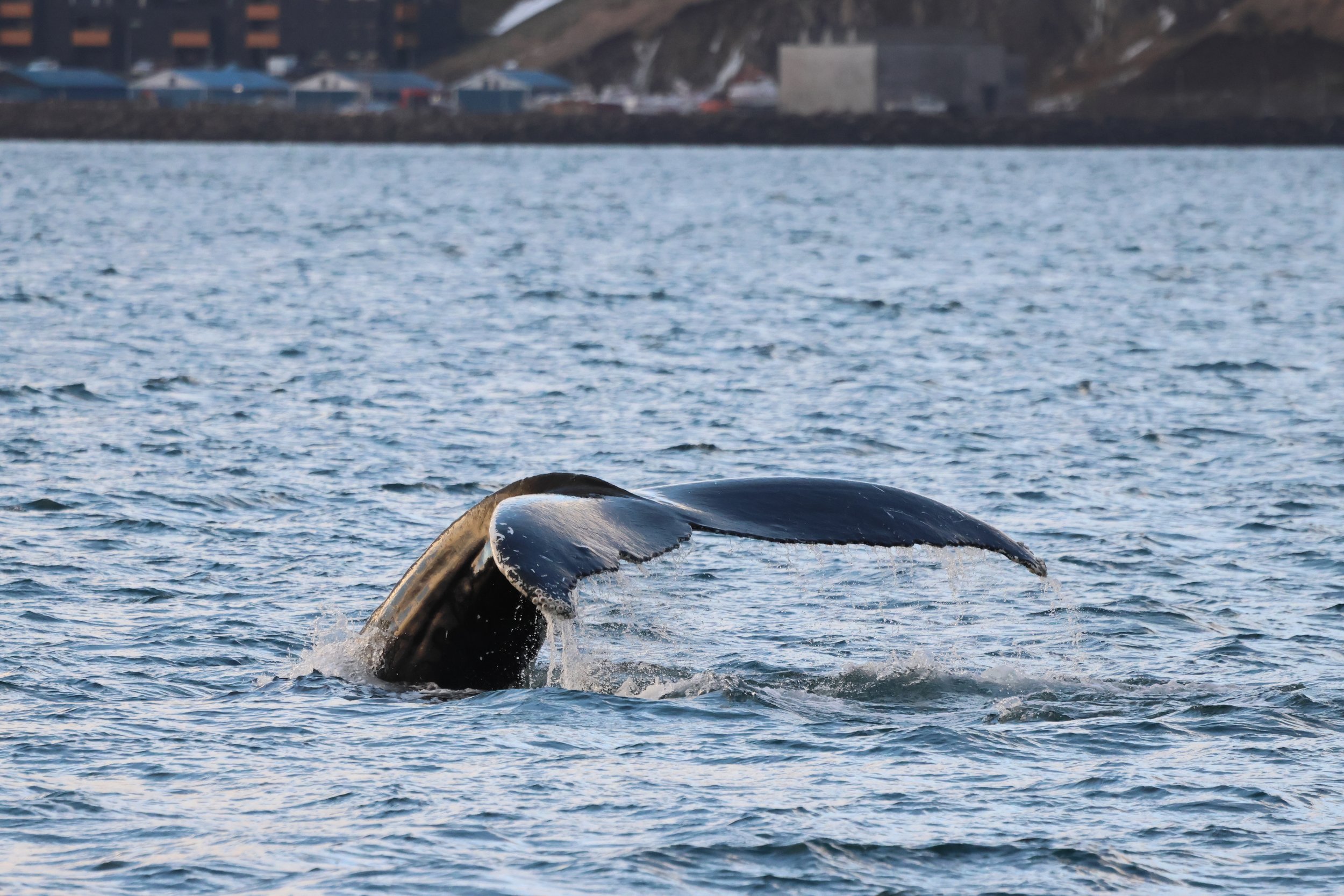 2026_01_24_1100_KON_JACOB (27).JPG