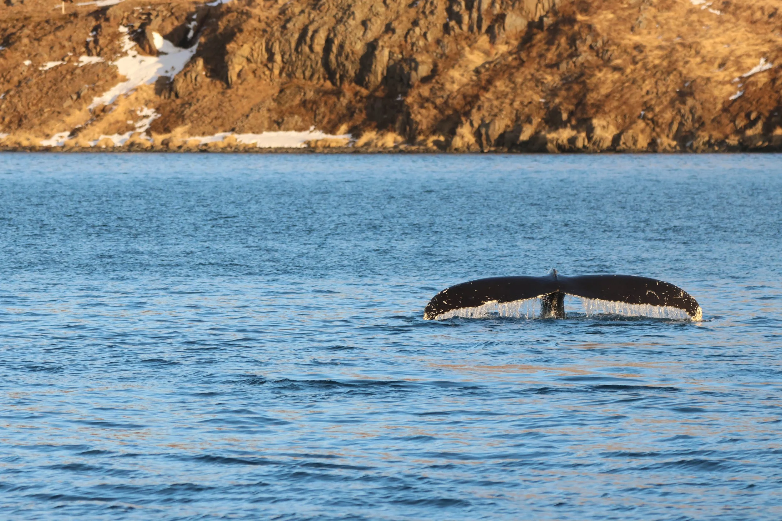 2026_01_24_1100_KON_JACOB (50).JPG