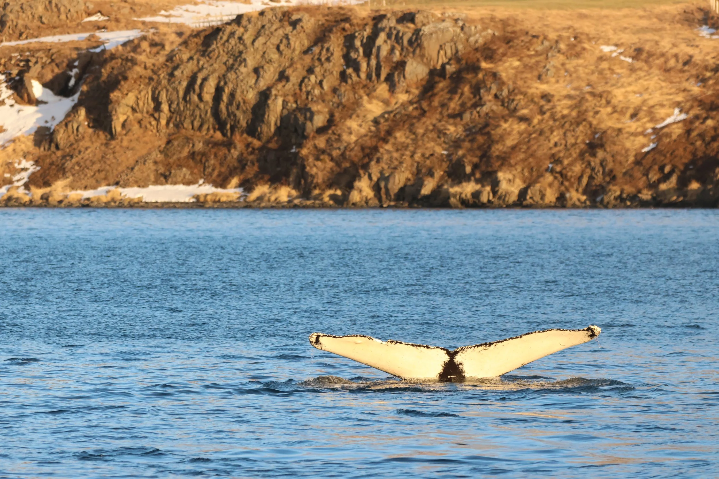 2026_01_24_1100_KON_JACOB (53).JPG