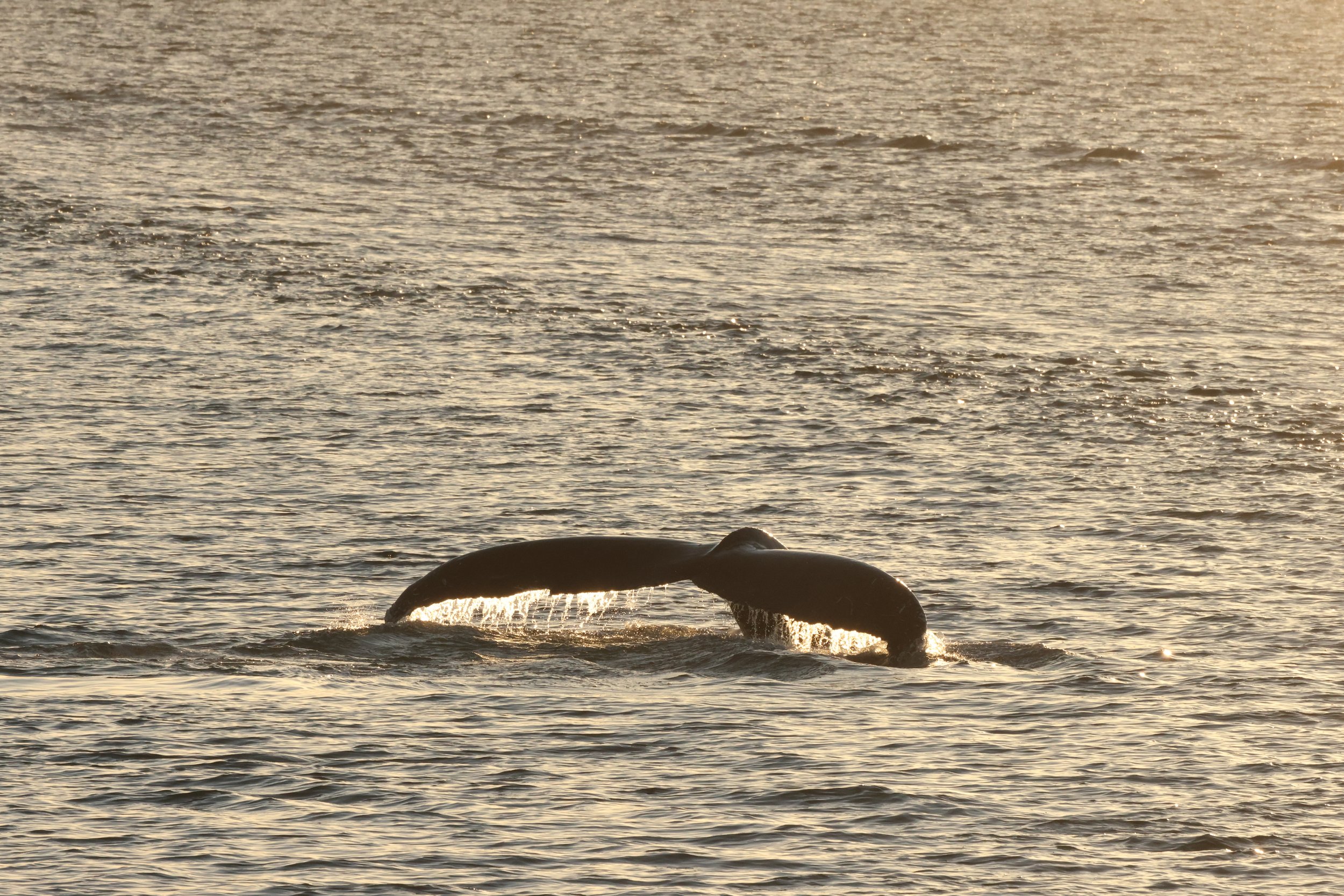 2026_01_25_1100_HOL_JACOB (19).JPG