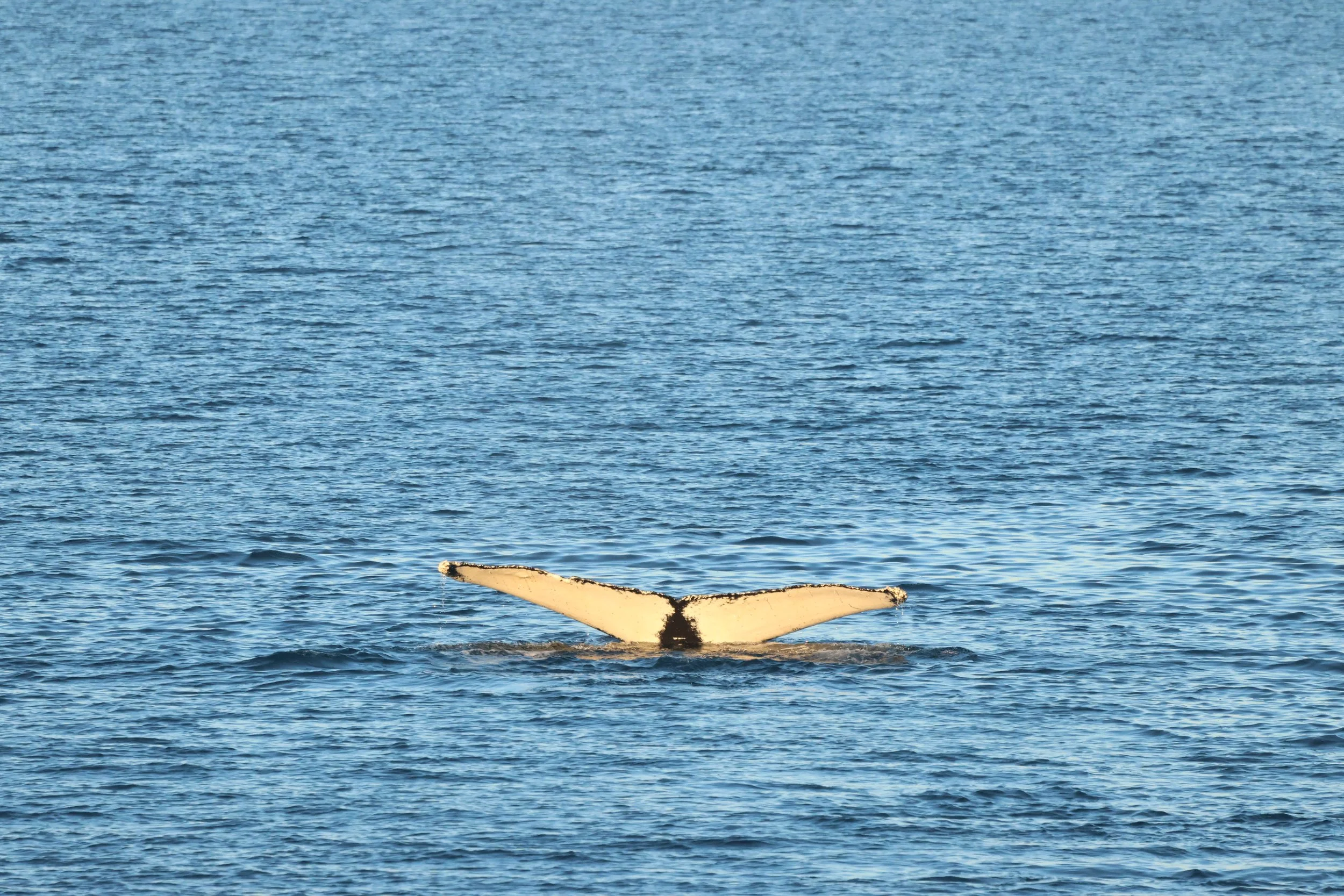 2026_01_25_1100_HOL_JACOB (34).JPG