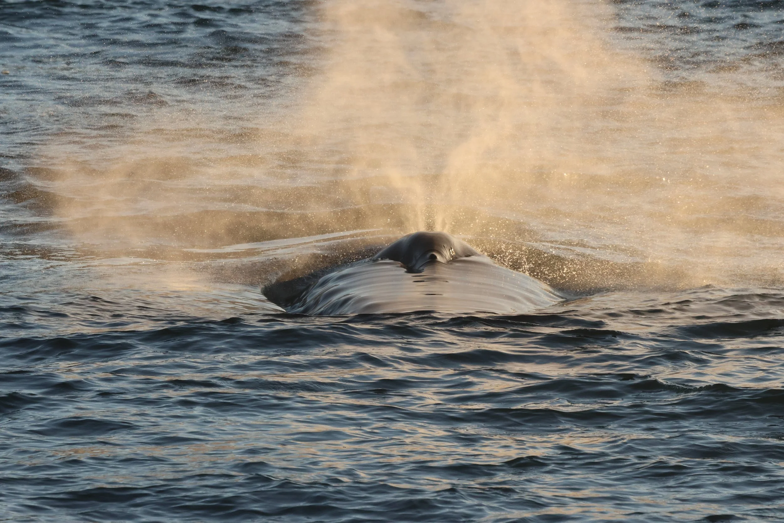 2026_01_25_1100_HOL_JACOB (22).JPG