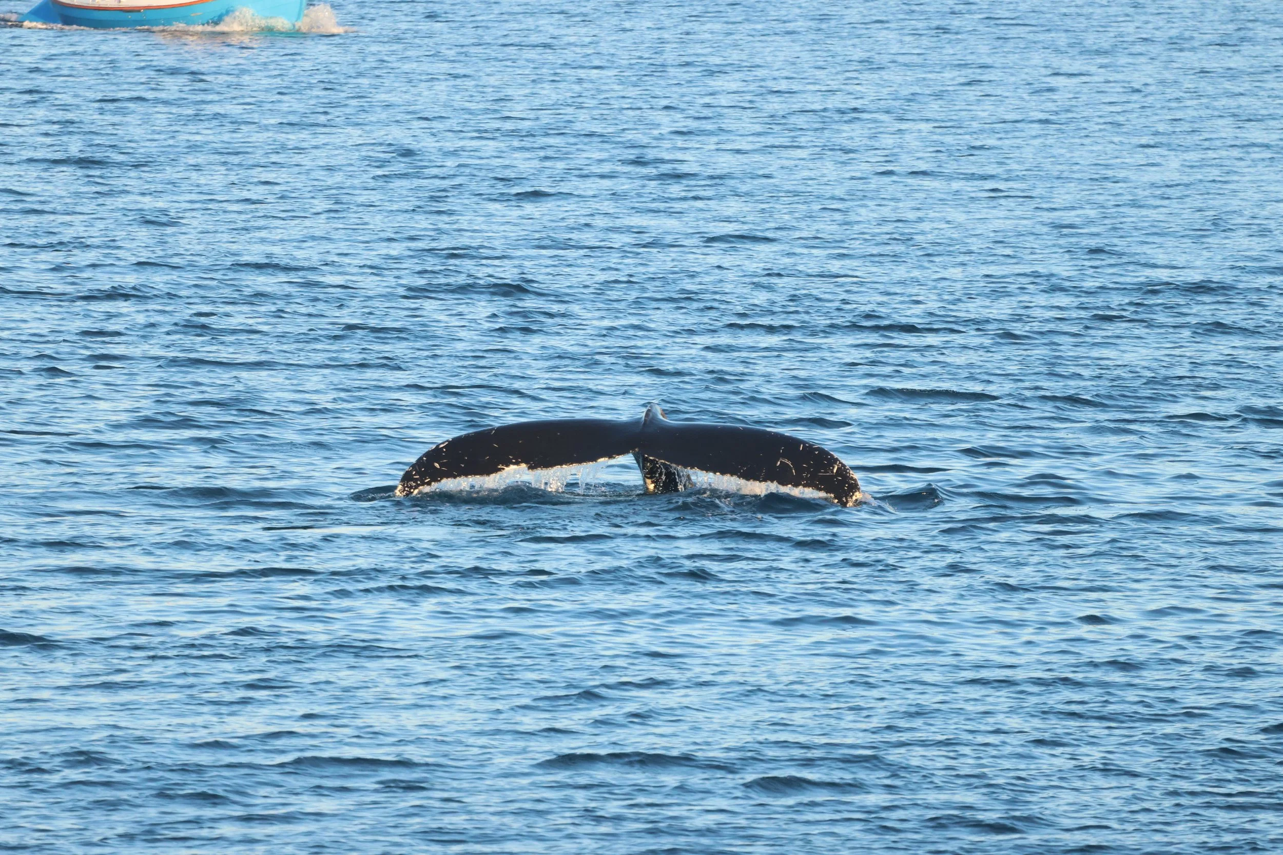 2026_01_25_1100_HOL_JACOB (27).JPG