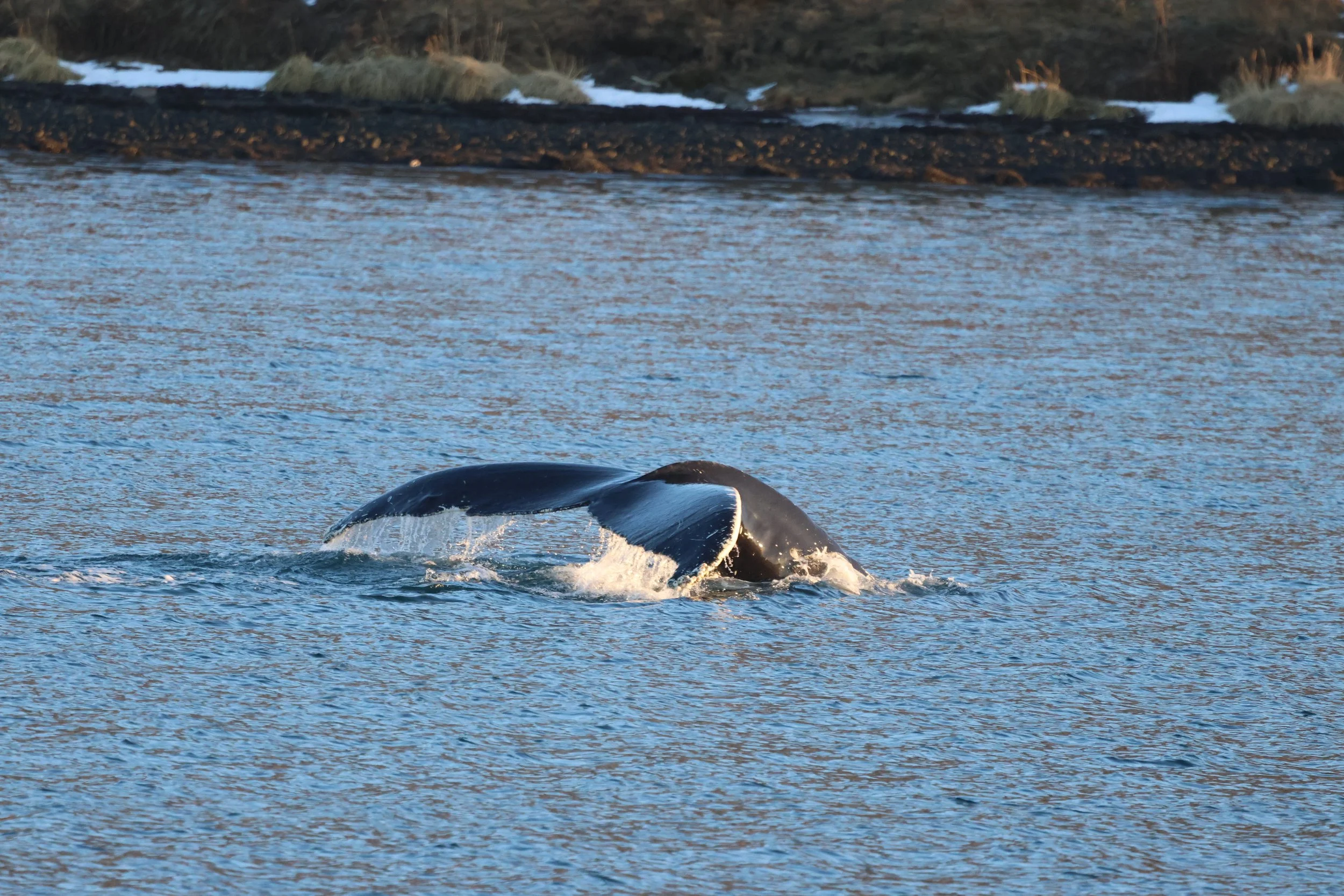 2026_01_25_1100_HOL_JACOB (9).JPG