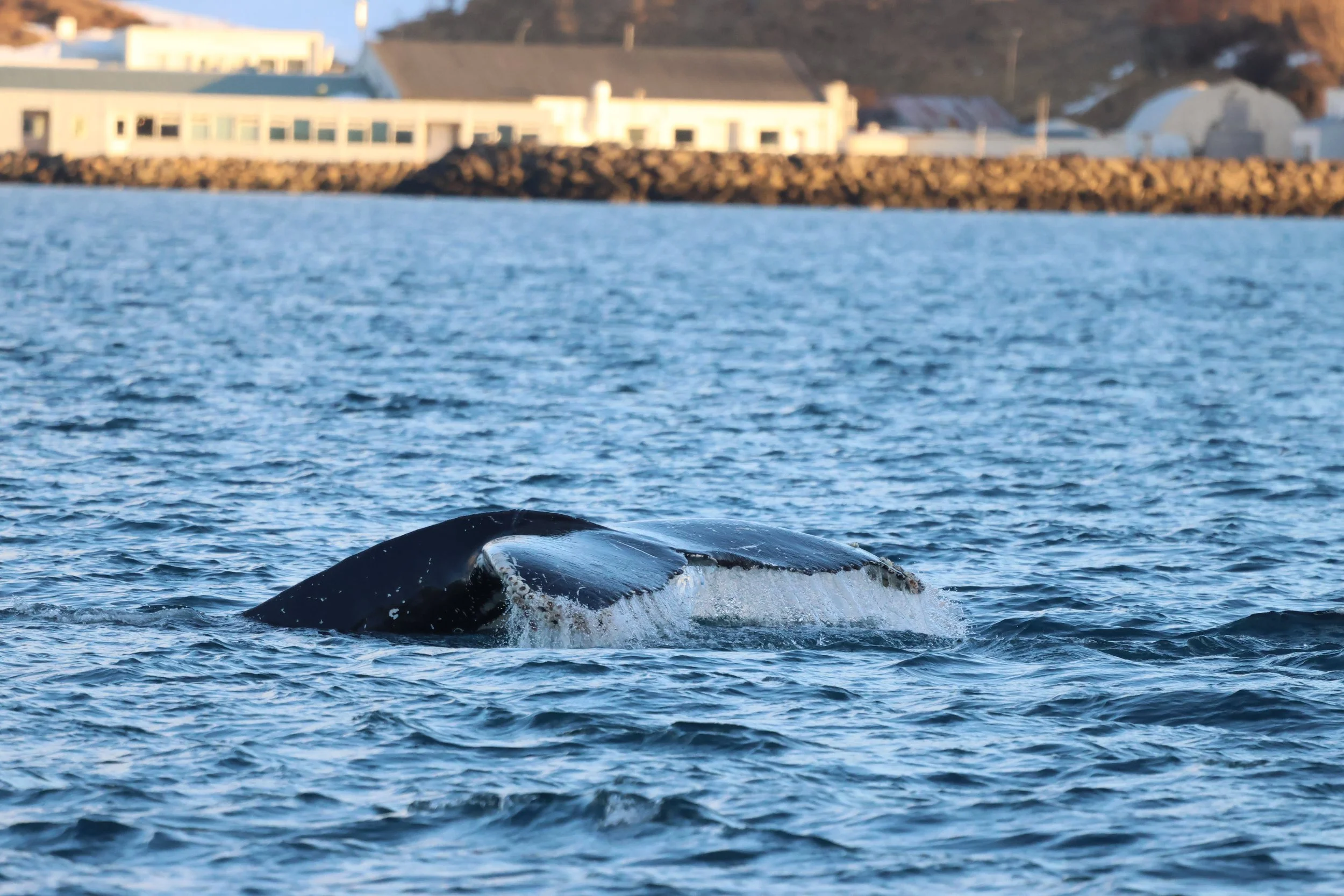 2026_01_26_1100_KON_JACOB (8).JPG