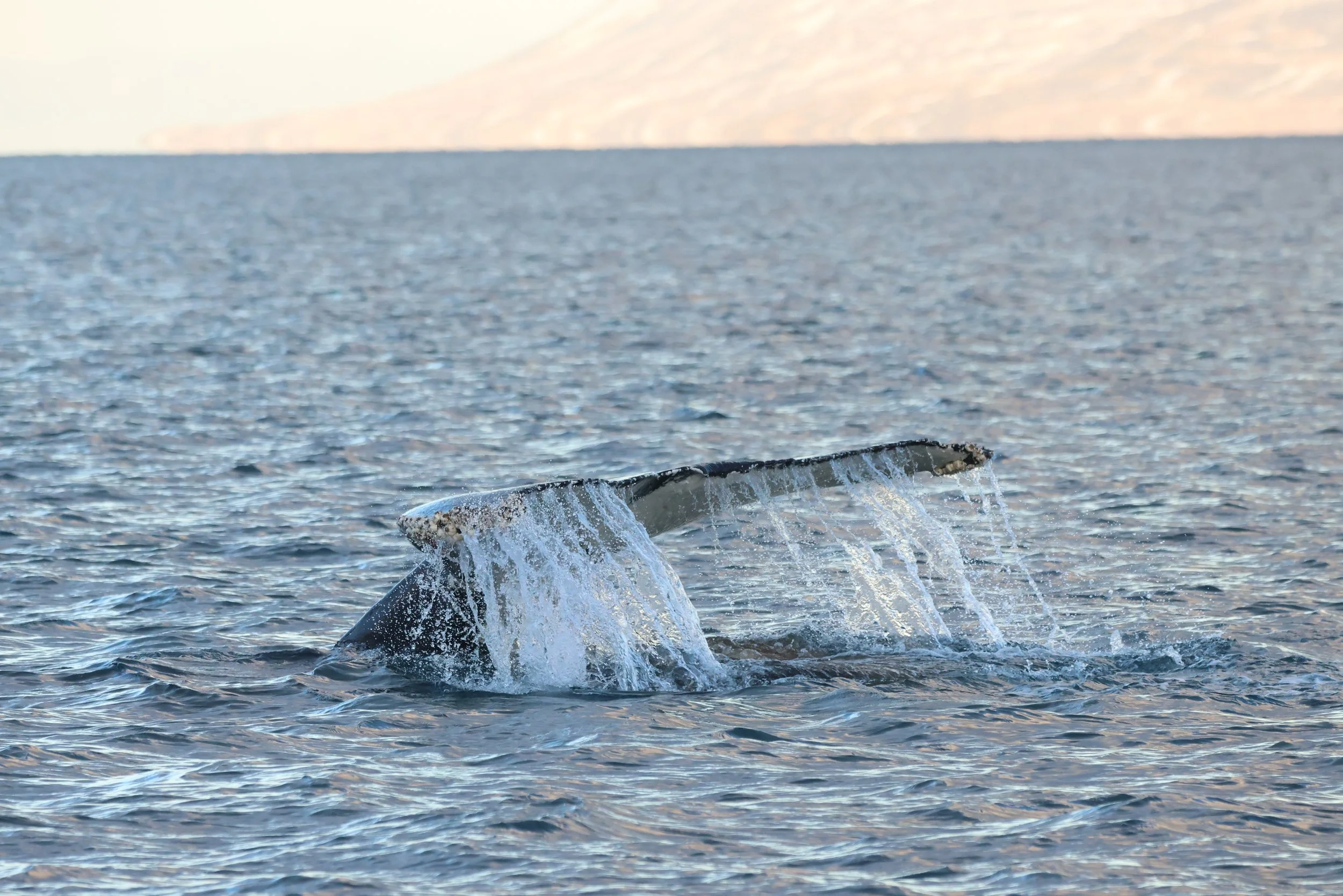 2026_01_26_1100_KON_JACOB (16).JPG