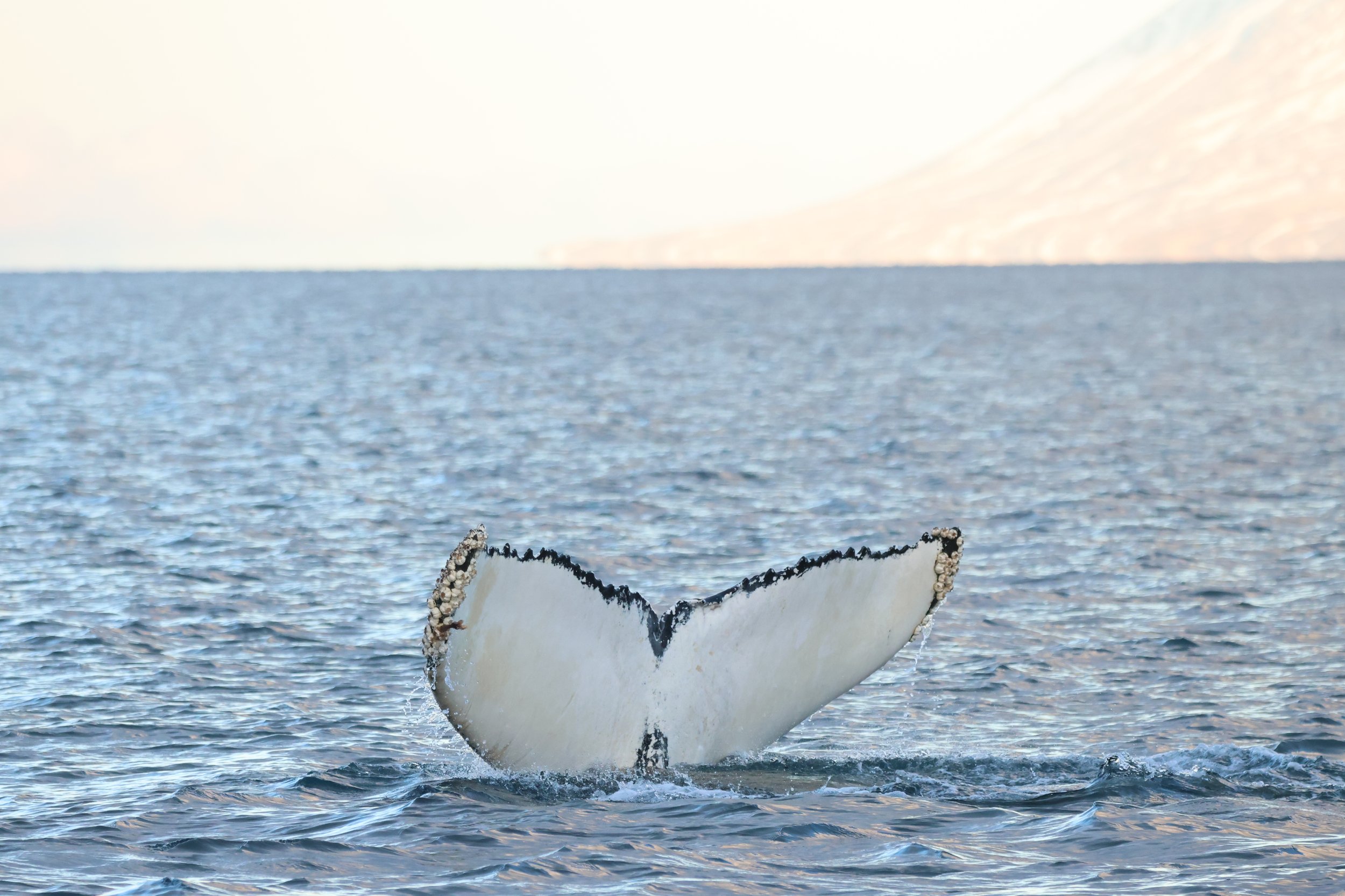 2026_01_26_1100_KON_JACOB (18).JPG