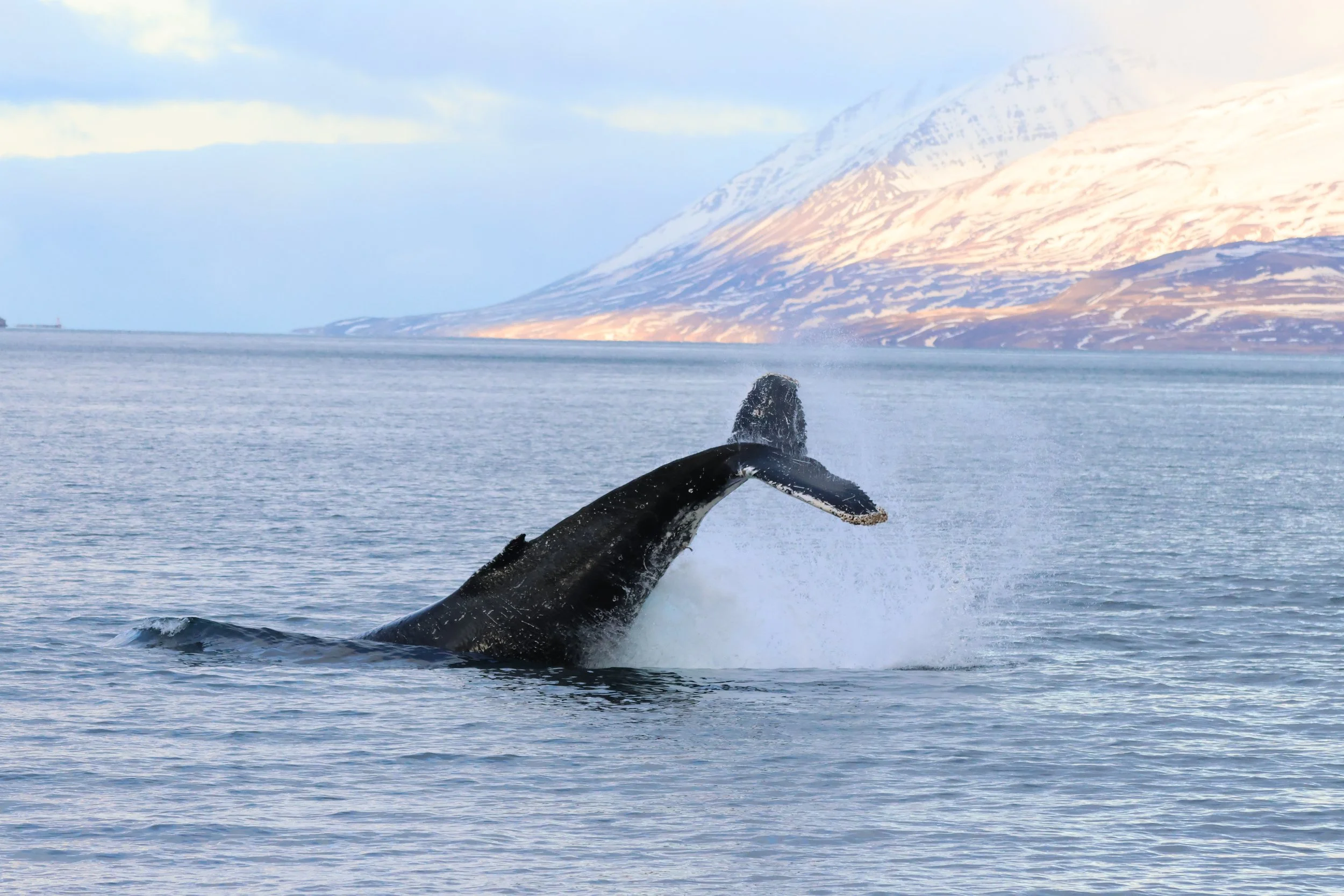 2026_01_28_1100_KON_JACOB (54).JPG