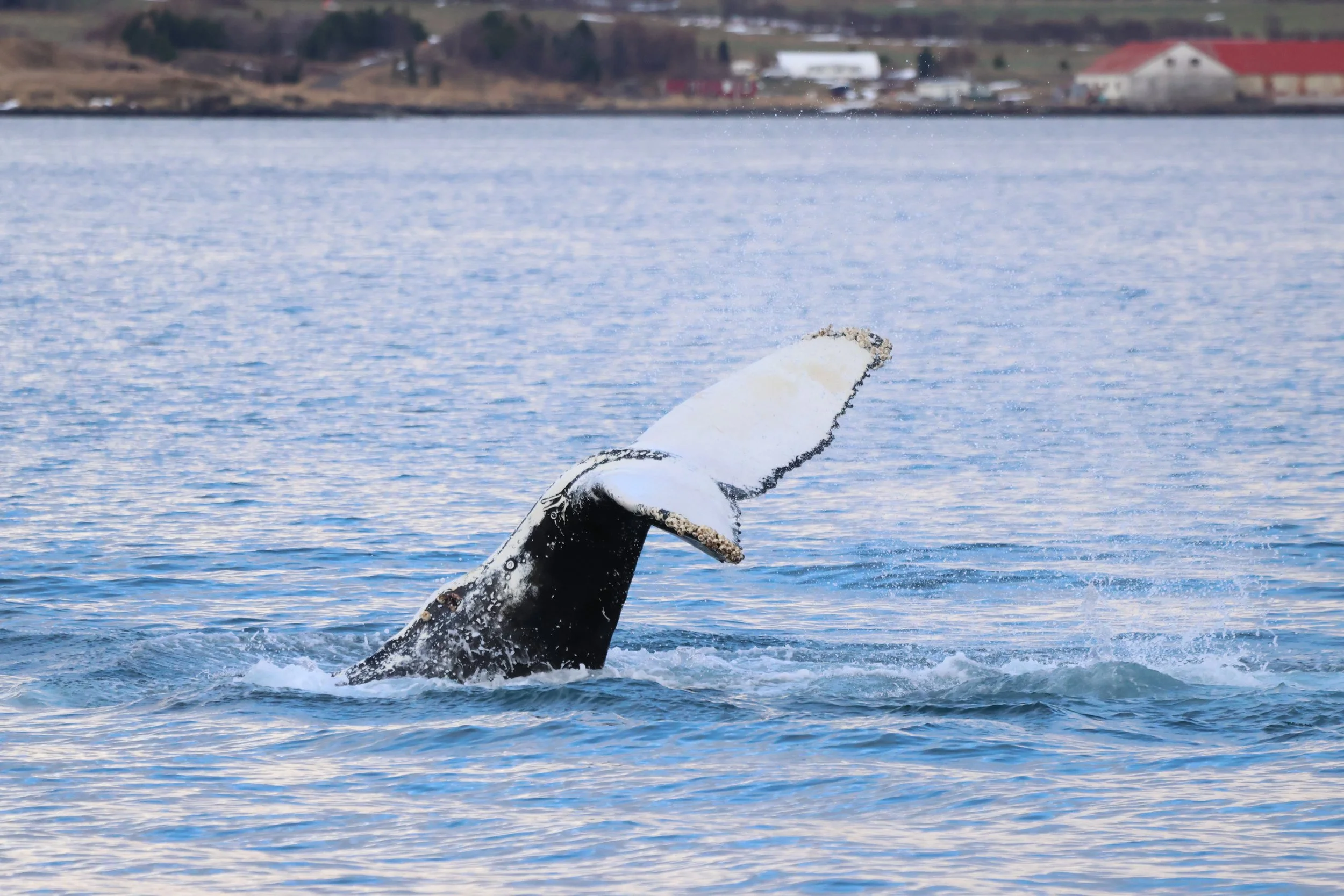 2026_01_28_1100_KON_JACOB (62).JPG