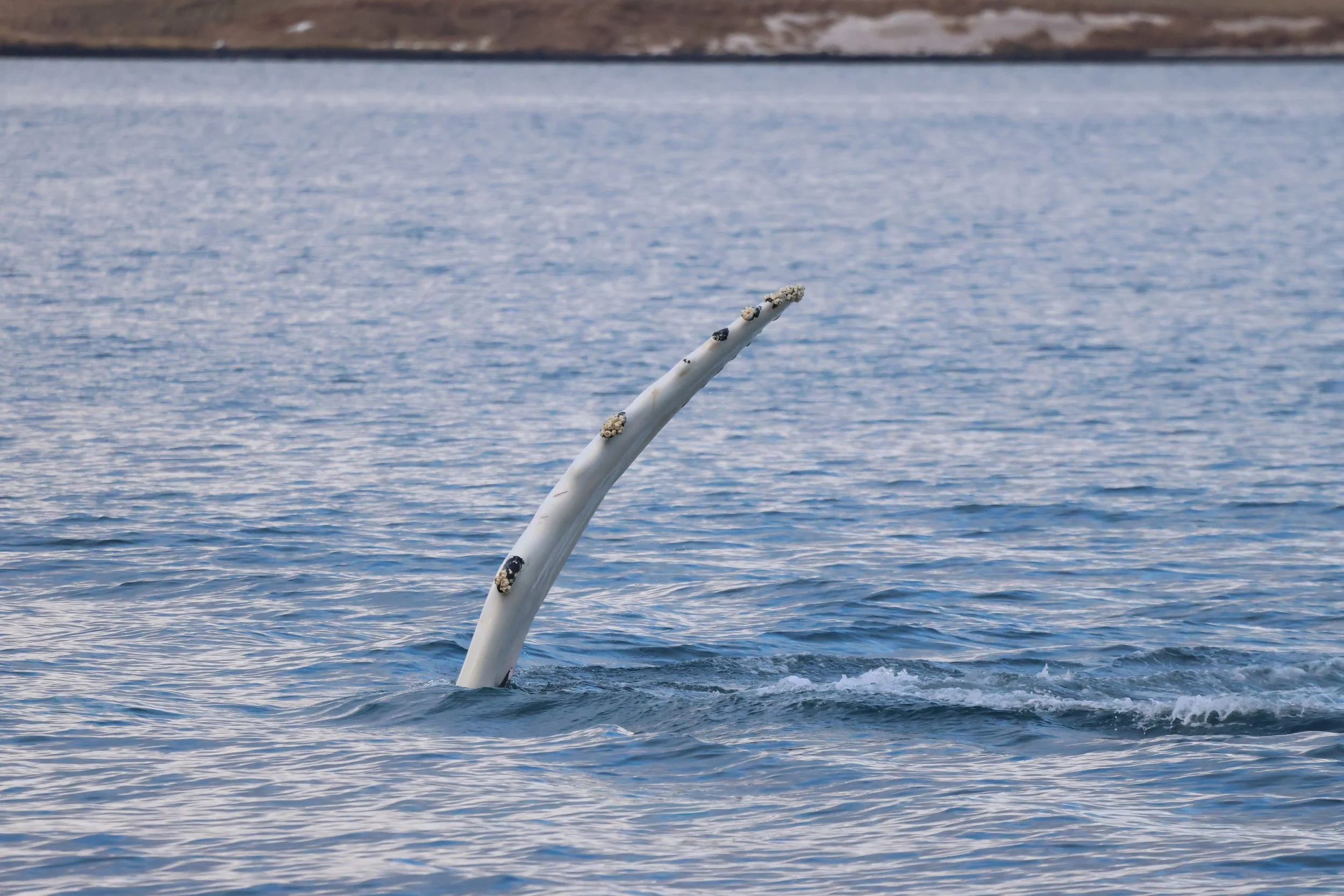 2026_01_28_1100_KON_JACOB (77).JPG