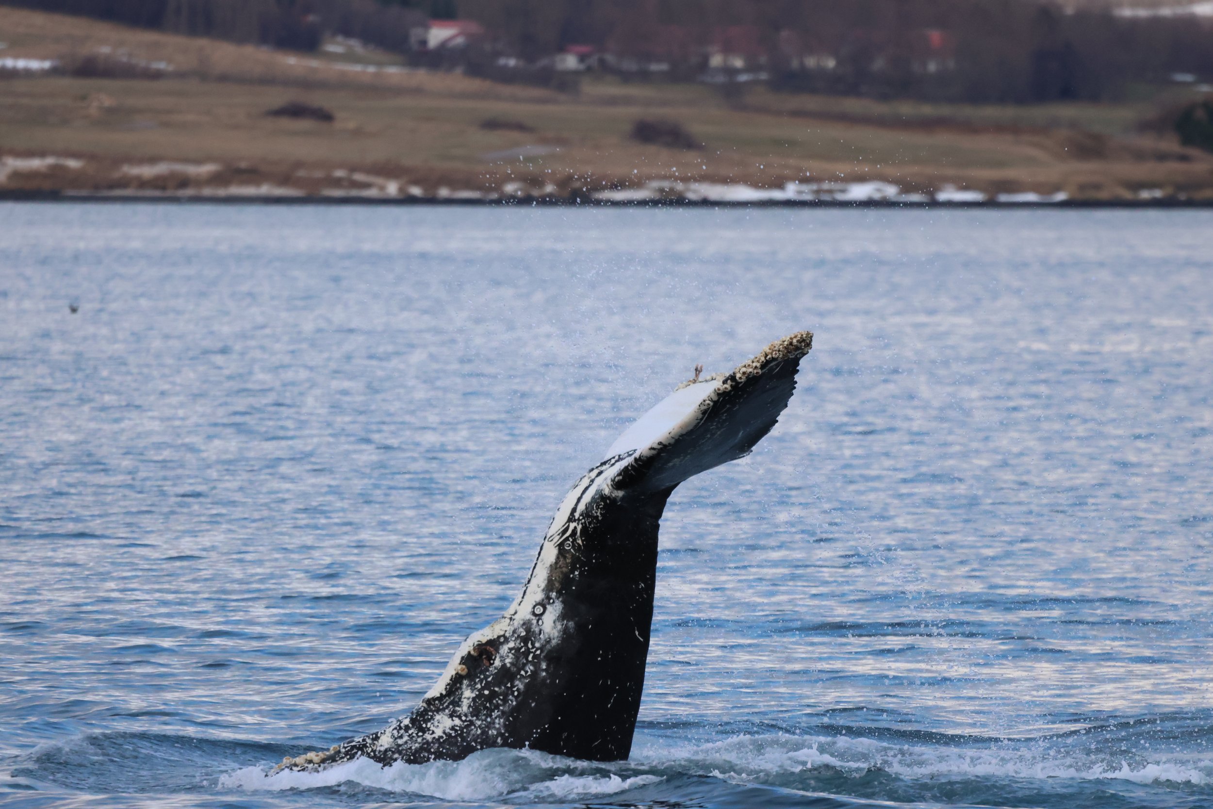 2026_01_28_1100_KON_JACOB (74).JPG