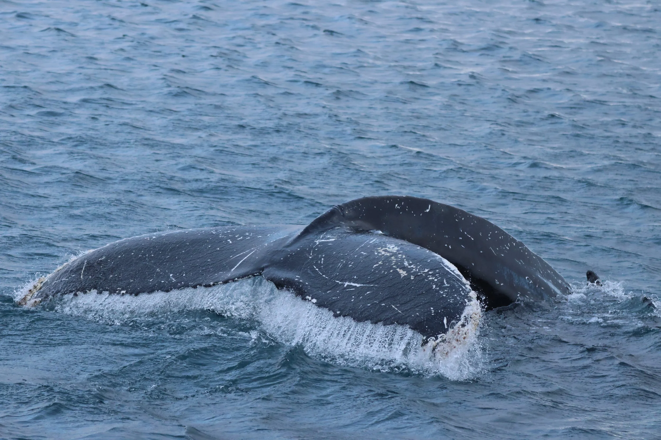 2026_01_28_1100_KON_JACOB (47).JPG