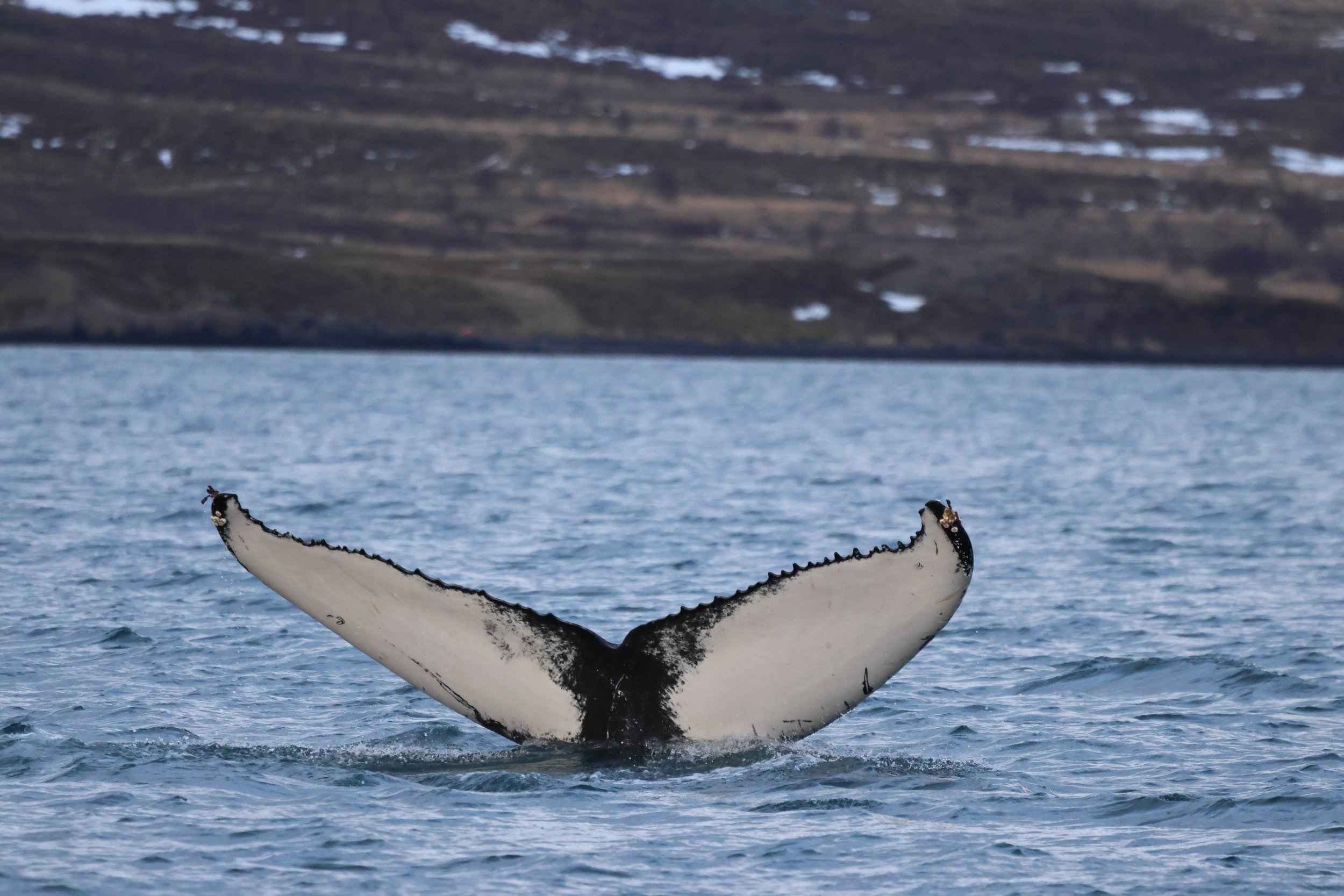 2026_01_28_1100_KON_JACOB (26).JPG