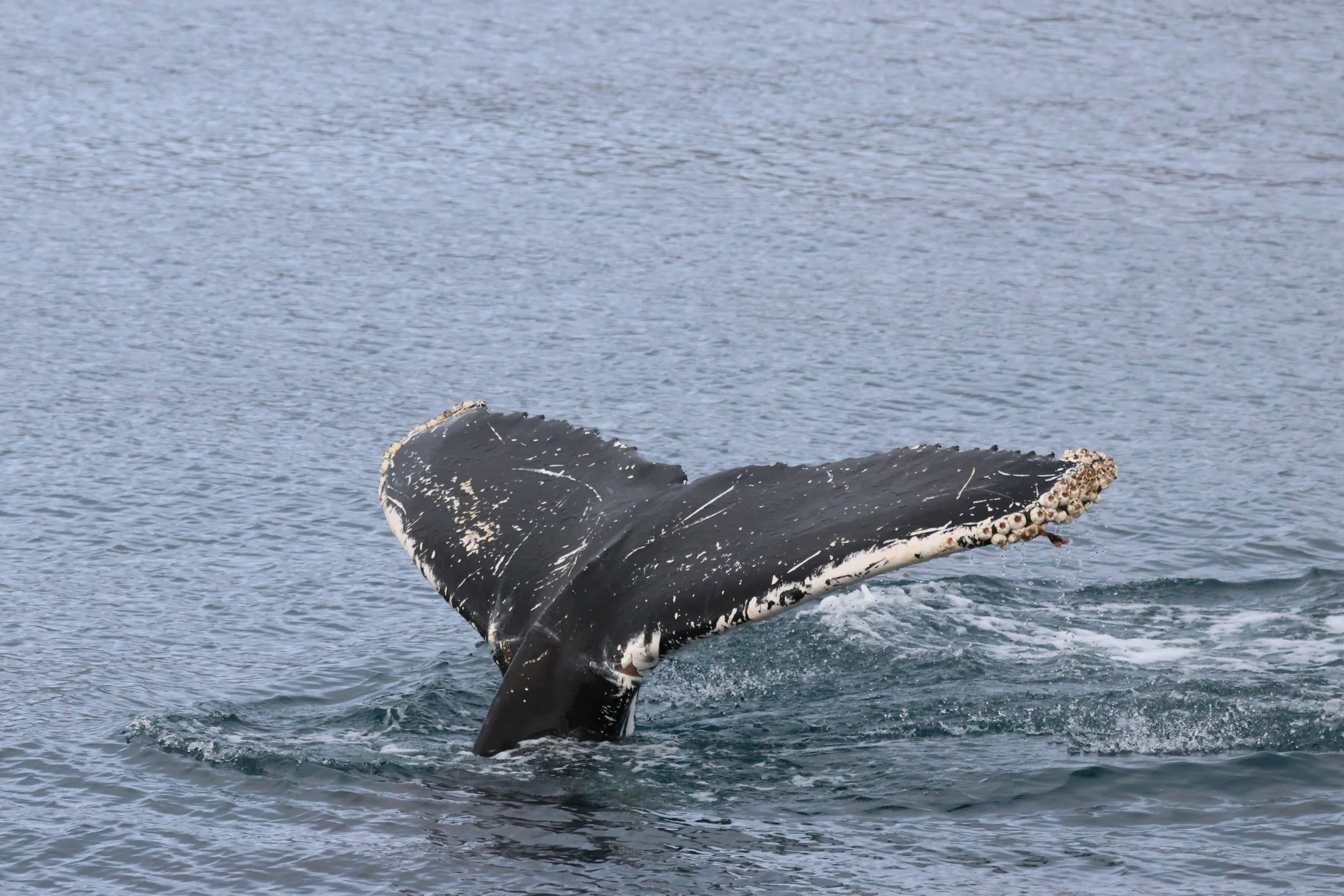 2026_01_29_1100_KON_JACOB (13).JPG