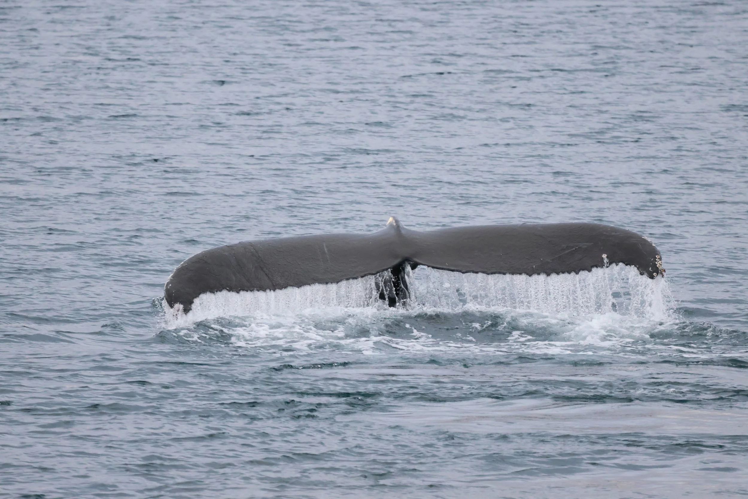 2026_01_29_1100_KON_JACOB (18).JPG