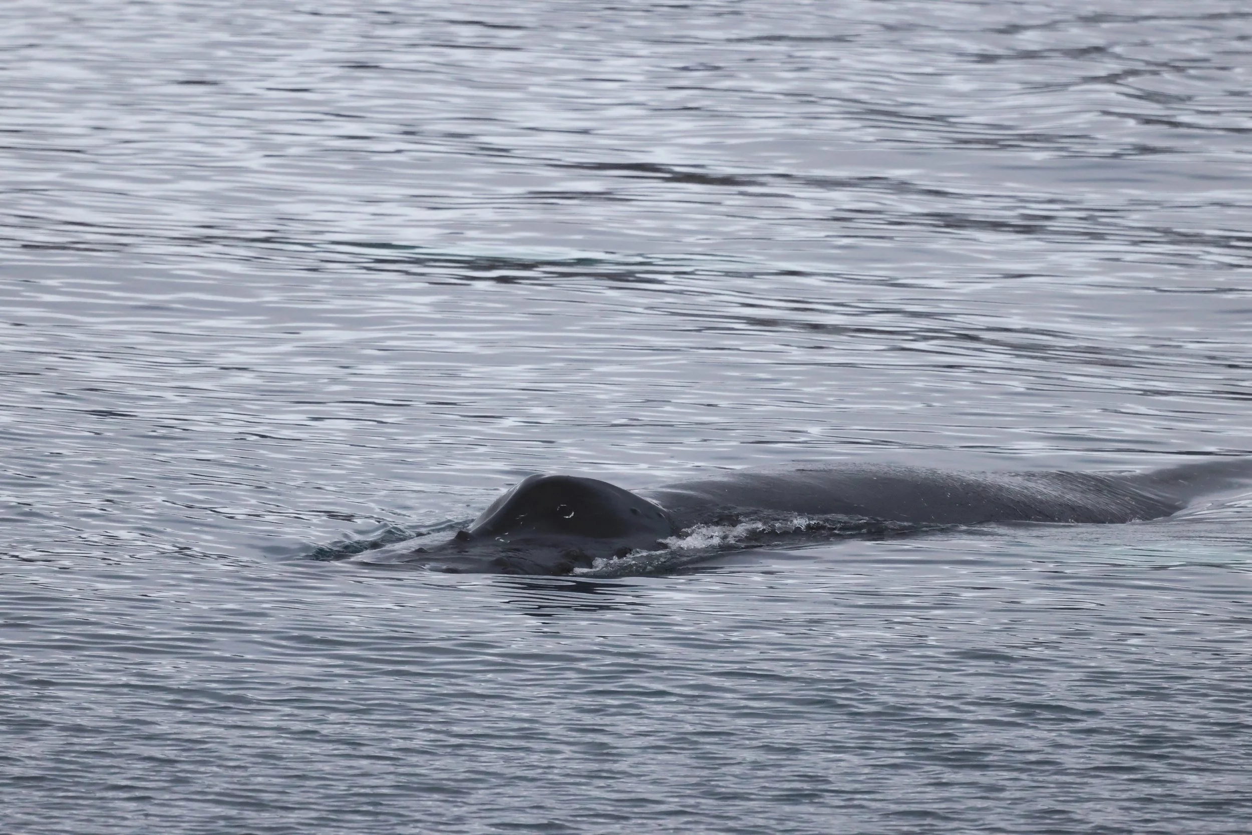 2026_01_29_1100_KON_JACOB (11).JPG