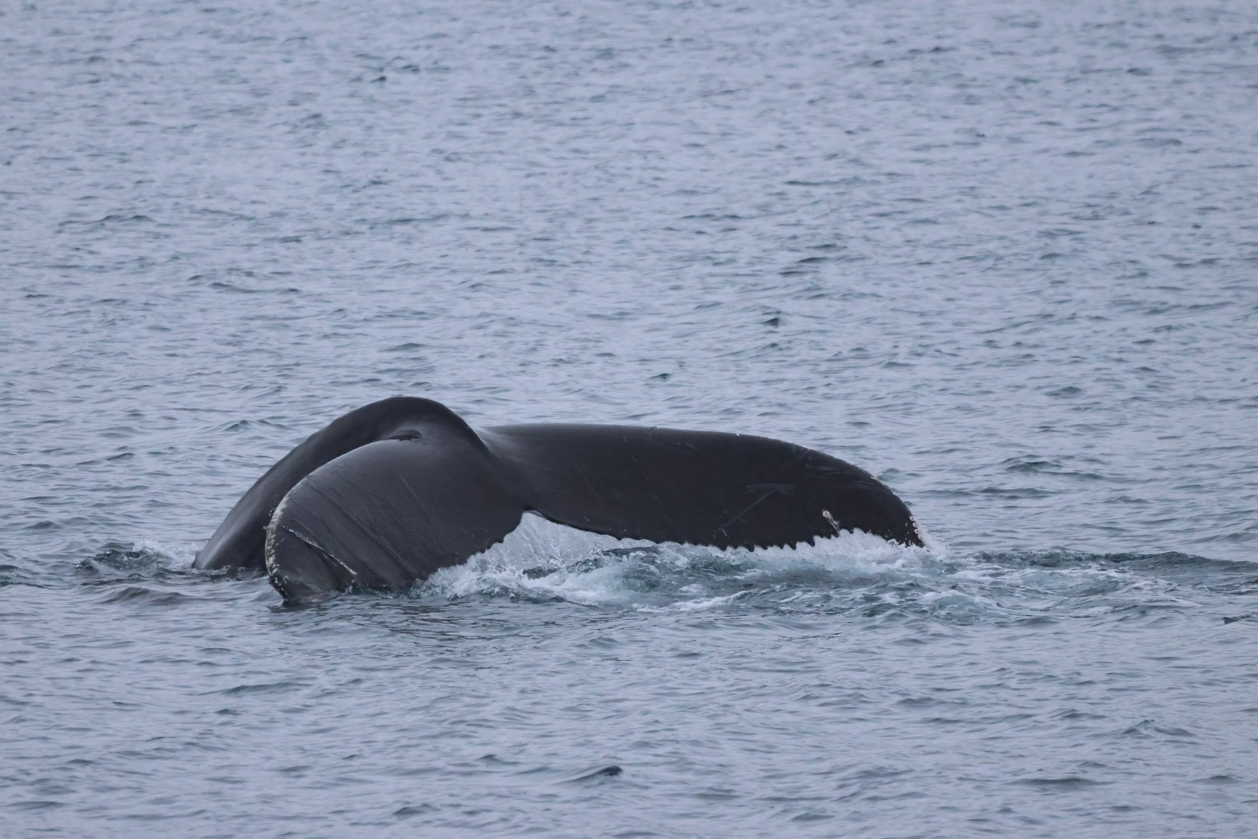 2026_01_30_1100_KON_JACOB (4).JPG