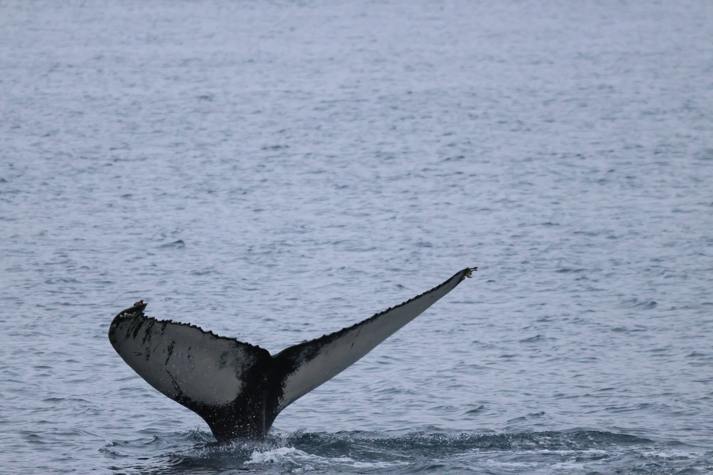 2026_01_30_1100_KON_JACOB (13).JPG