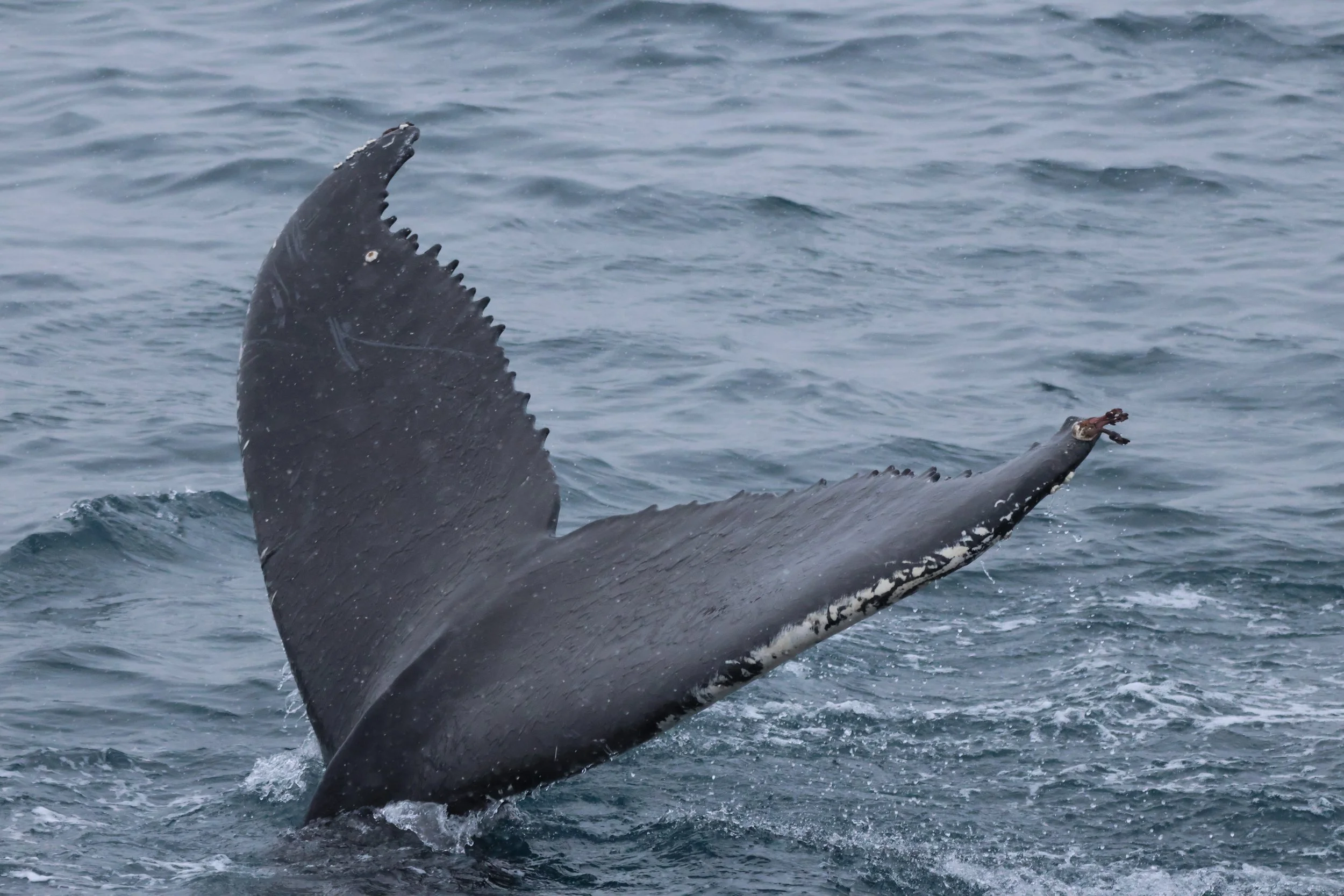 2026_01_30_1100_KON_JACOB (24).JPG