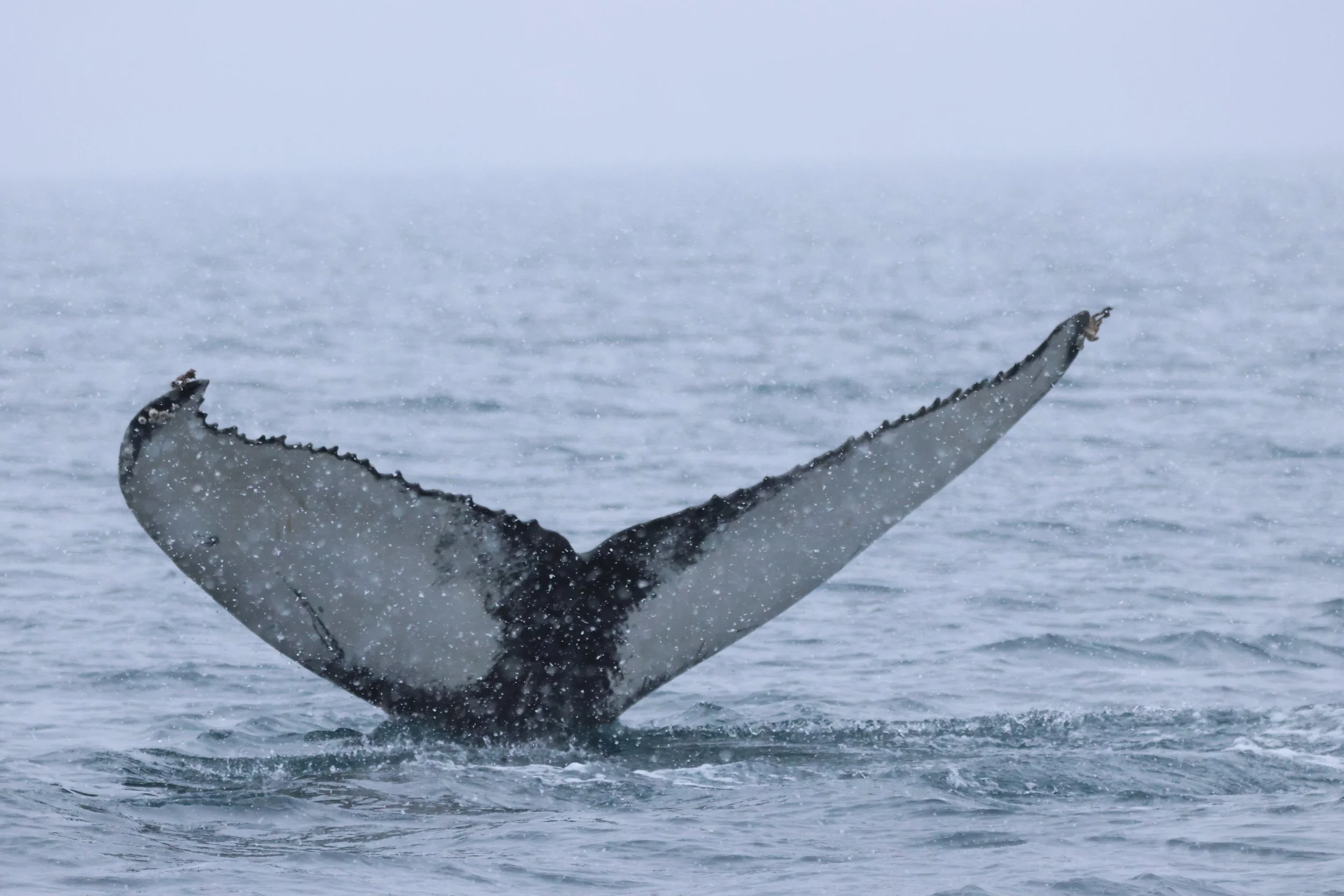 2026_01_30_1100_KON_JACOB (34).JPG