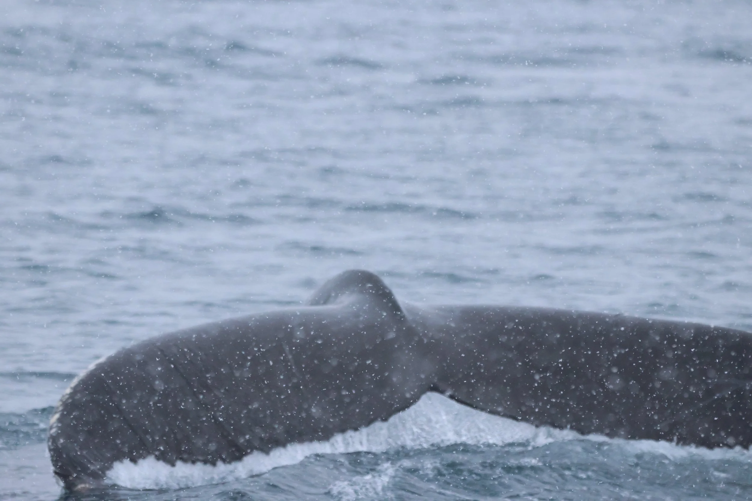 2026_01_30_1100_KON_JACOB (41).JPG