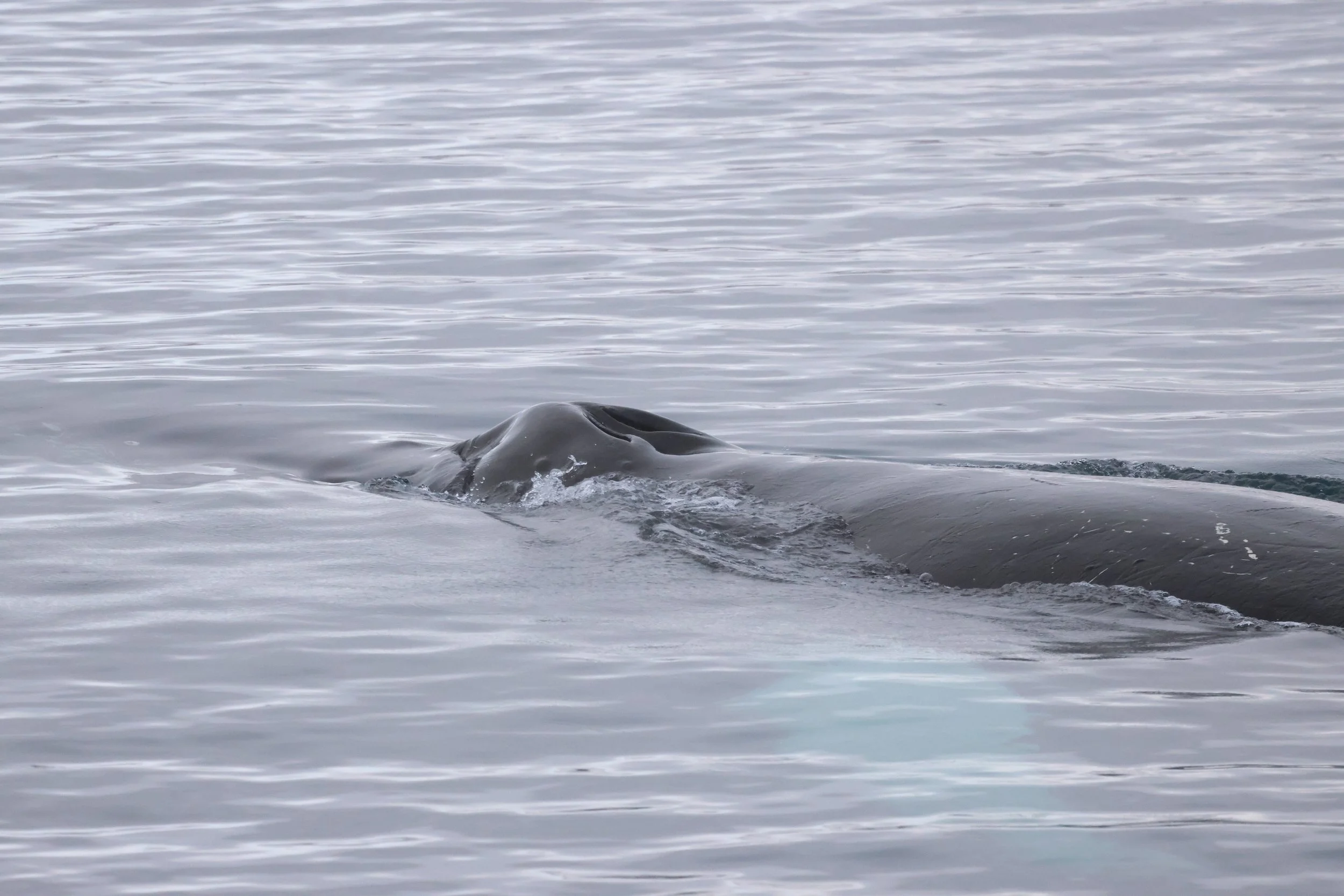 2026_01_31_1100_KON_JACOB (9).JPG